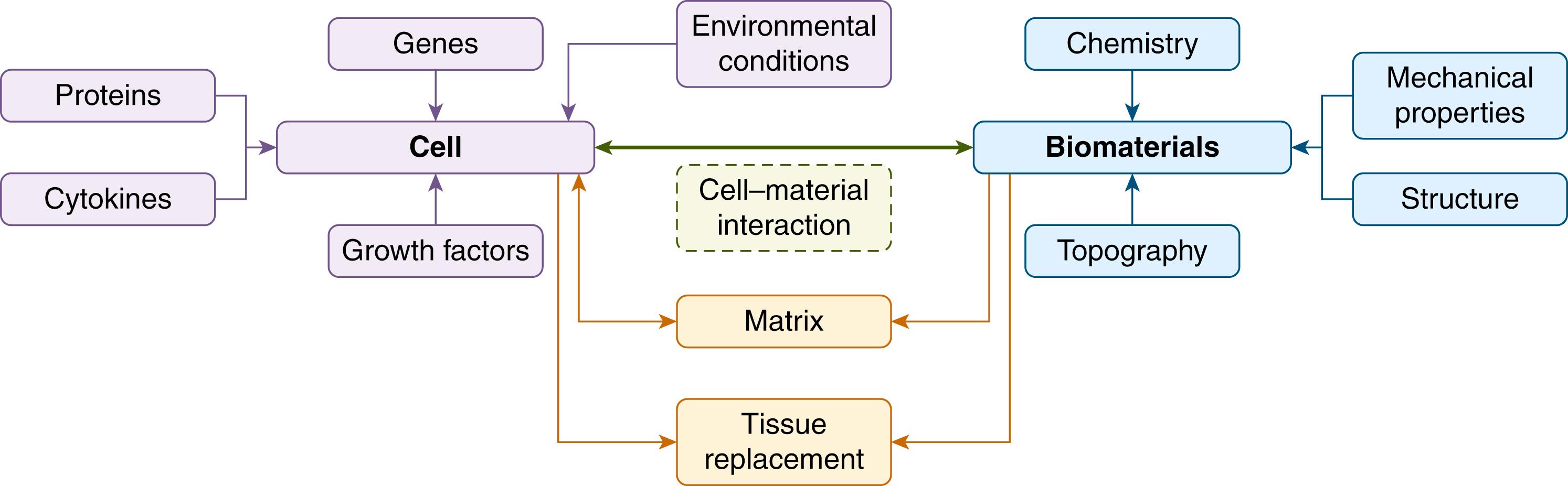 Fig. 3.1, Cell and biomaterial interactions and factors leading to tissue regeneration.