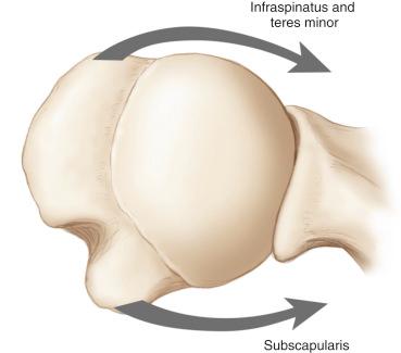 FIG. 3.2, The transverse plane force couple comprising the infraspinatus and teres minor acting posteriorly and the subscapularis acting anteriorly.