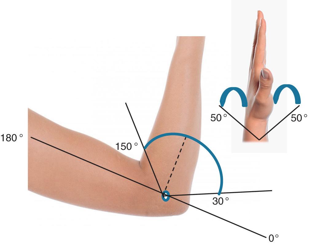 FIG 86.3, Functional arc of elbow motion for activities of daily living is approximately 100 degrees (between 30 and 130 degrees).