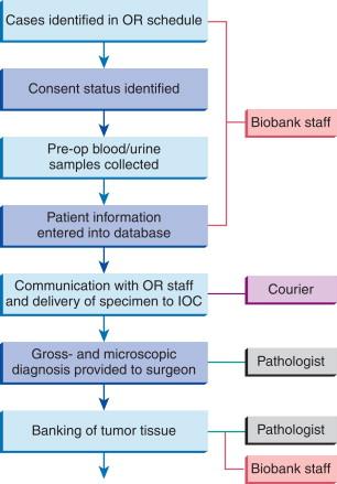 Figure 21-1, Workflow of specimen collection during intra-operative consultation (IOC).