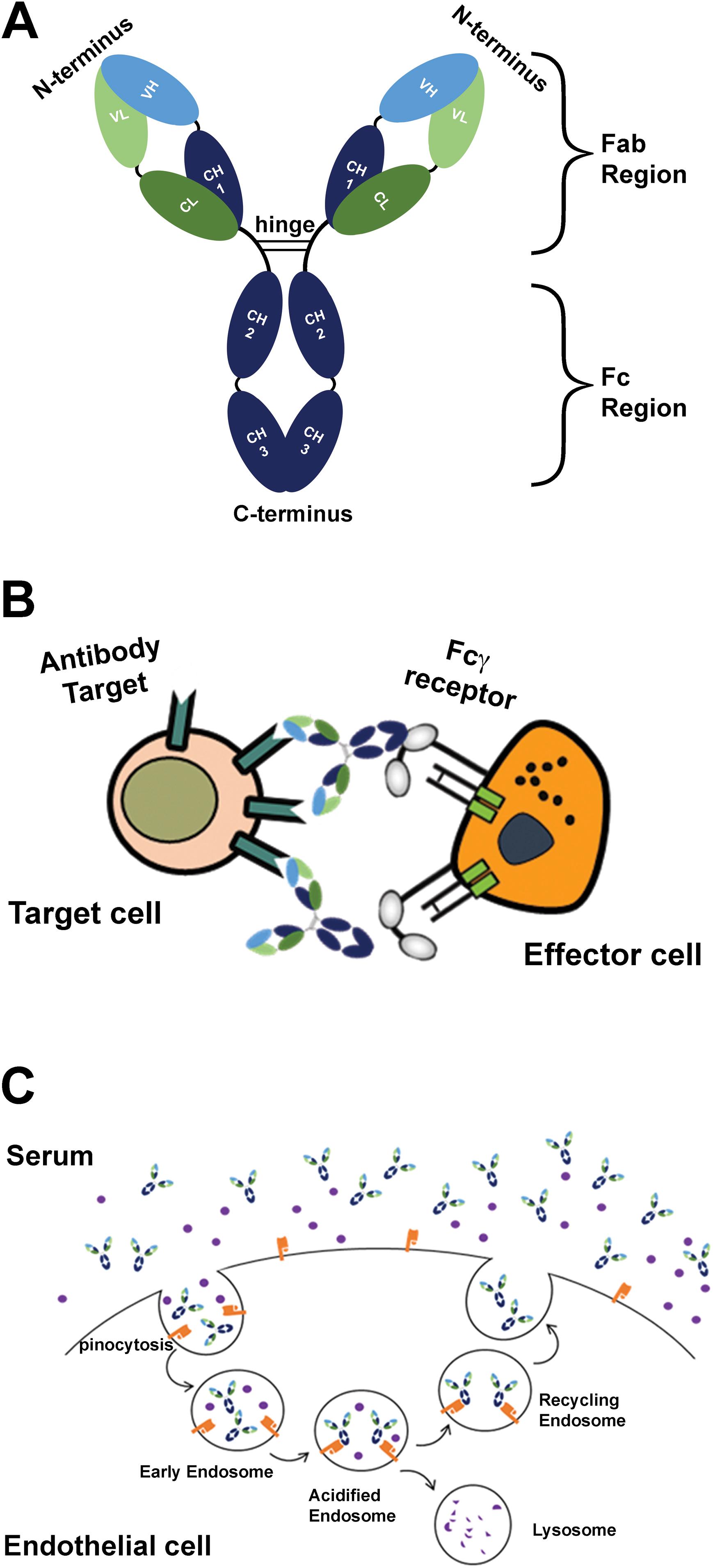 Figure 4.1, Structure and functions of an immunoglobulin molecule.