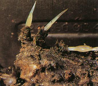 Fig. 6.14, Venomous spines of the stone fish Synanceia horrida.