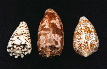 Fig. 6.7, A selection of poisonous cone shells.