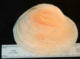 Fig. 6.9, Saxidomus gigantea, the butter clam.