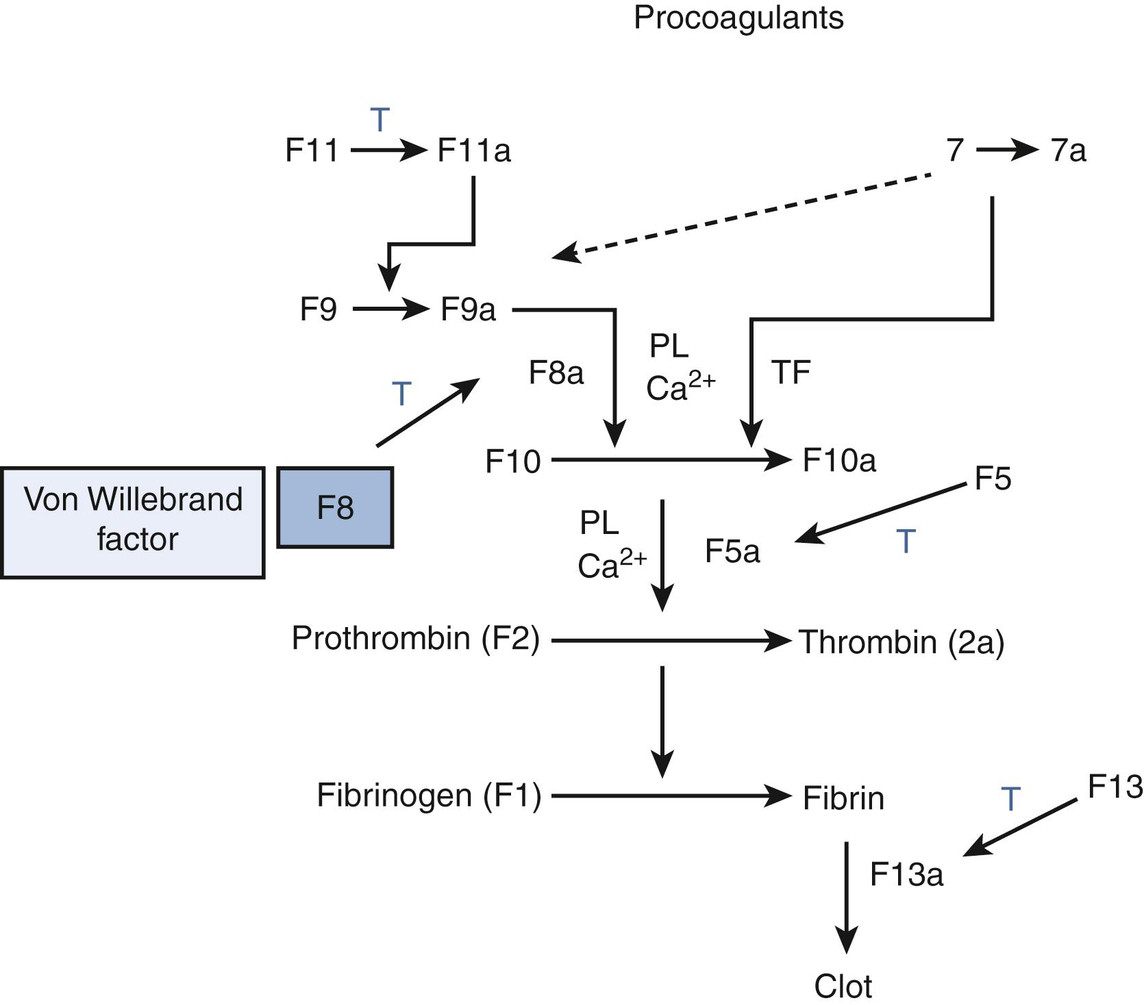 Fig. 51.1, The coagulation cascade and the critical positive feedback role of factor 2a (thrombin) (T) on multiple aspects of the coagulation cascade. In addition, thrombin aggregates platelets and thereby contributes to platelet plug formation. The dotted line connecting factor 7a with factor 9 depicts the physiologic pathway of factor 9 activation in vivo. Factor 8 circulates bound to von Willebrand factor. After activation by thrombin, factor 8a can participate with factor 9a in the activation of factor 10. Factor 13a cross-links fibrin and stabilizes the fibrin clot. Ca 2+ , calcium; PL, platelet phospholipid surface; TF, tissue factor.