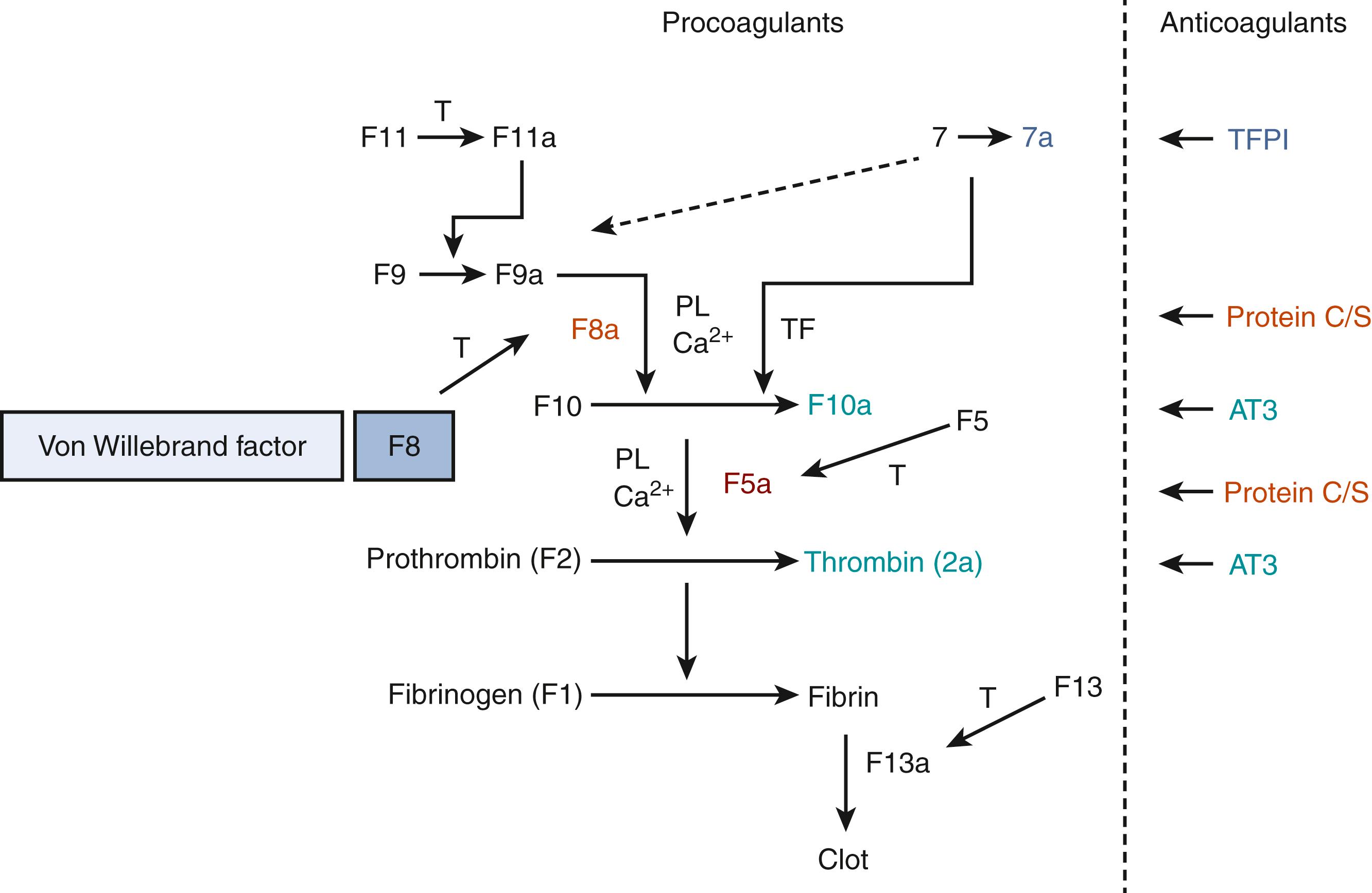 Fig. 51.2, The major sites of action of the physiologic anticoagulants. Antithrombin (AT) irreversibly binds and inactivates factor 10a and thrombin. Thrombin binds to endothelial thrombomodulin and activates protein C. The activated protein C/protein S complex (protein-C/S) proteolyses and inactivates factors 5a and 8a. The tissue factor pathway inhibitor (TFPI) binds to the complexes of factor 7a–tissue factor–factor 10a and inactivates factor 7a. Ca 2+ , calcium; PL, platelet phospholipid surface; TF, tissue factor.