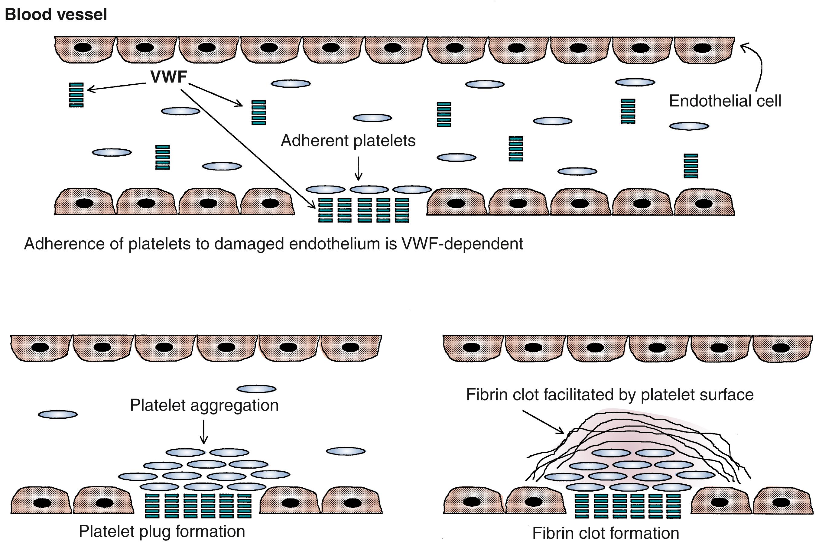 Fig. 51.3, The endothelial cell–platelet–von Willebrand factor (VWF) interaction that results in initiation of the normal platelet plug by the adhesion of platelets to damaged endothelium, mediated by VWF with subsequent formation of the platelet plug and fibrin clot.