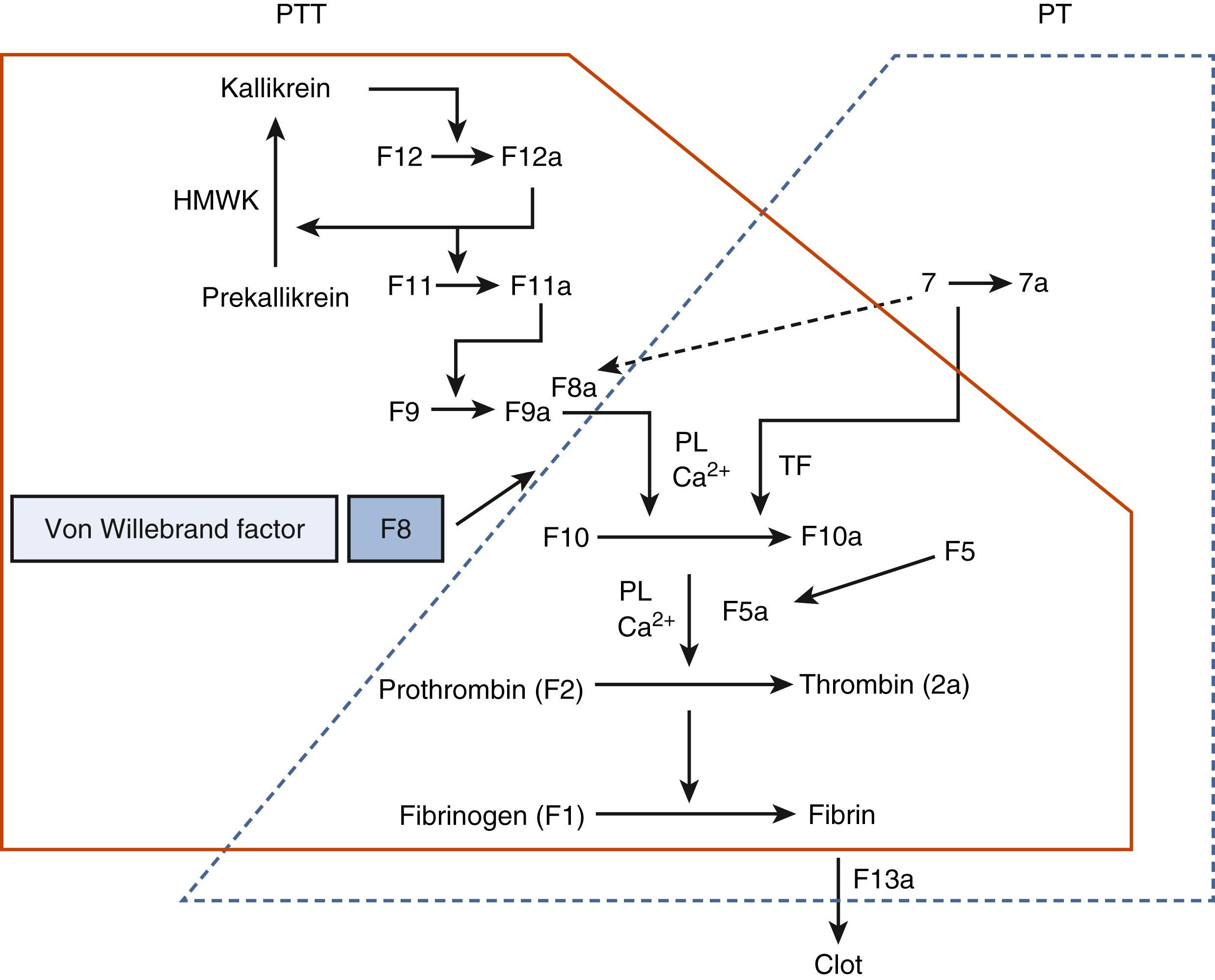 Fig. 51.6, Elements of the coagulation cascade measured by the prothrombin time (PT) and the partial thromboplastin time (PTT). Note that prekallikrein (PK), high-molecular-weight kininogen (HMWK), and factor 12 are shown in this figure and not in the depiction of the coagulation cascade in Fig. 51.1, because a deficiency of PK, HMWK, or factor 12 can cause a prolongation of the PTT. However, a deficiency of any of these proteins alone is not associated with a clinical bleeding disorder. Ca 2+ , calcium; PL, platelet phospholipid surface; TF, tissue factor.