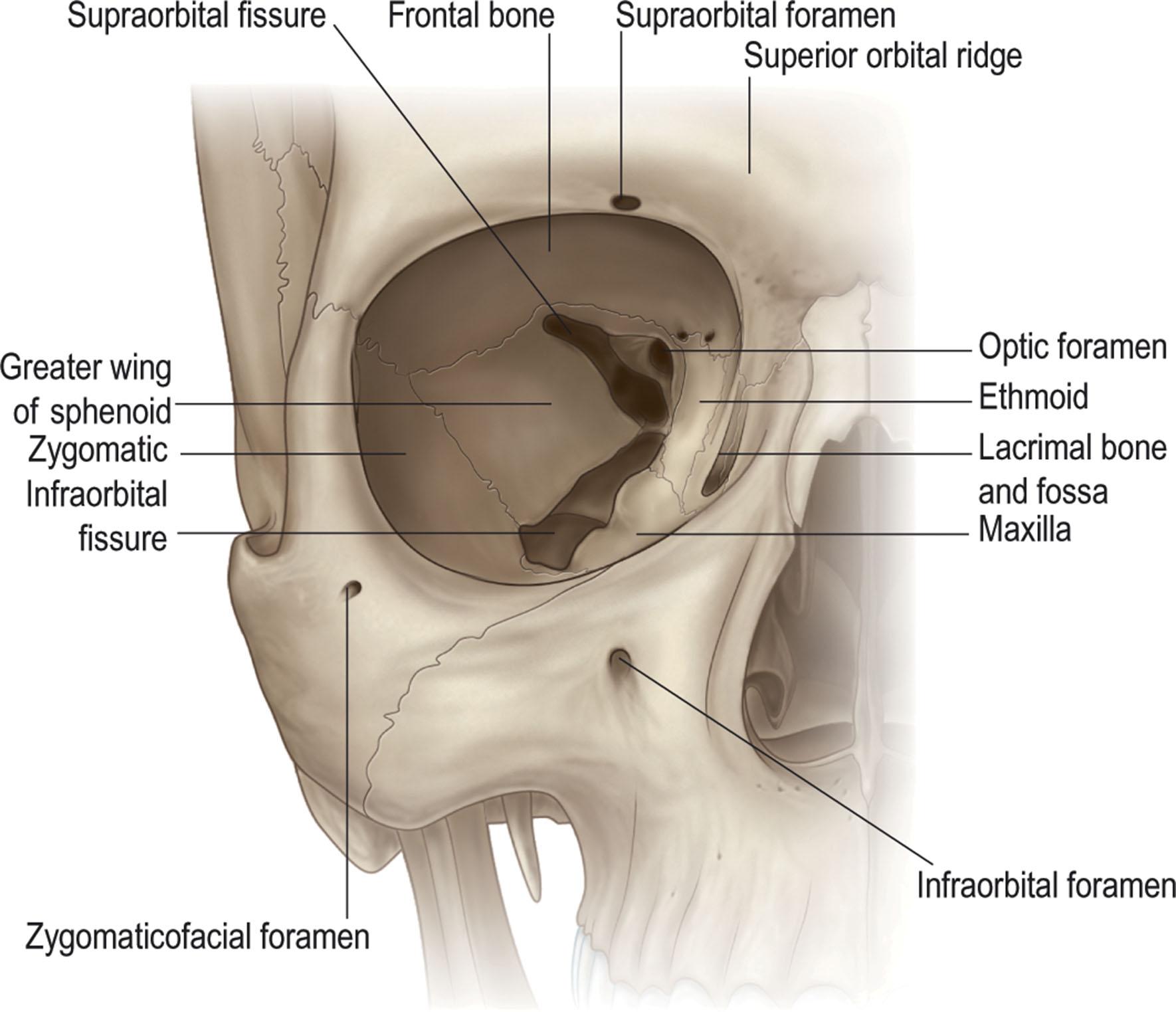 Figure 13.1, Orbital bones. Frontal view of the orbit with foramina.