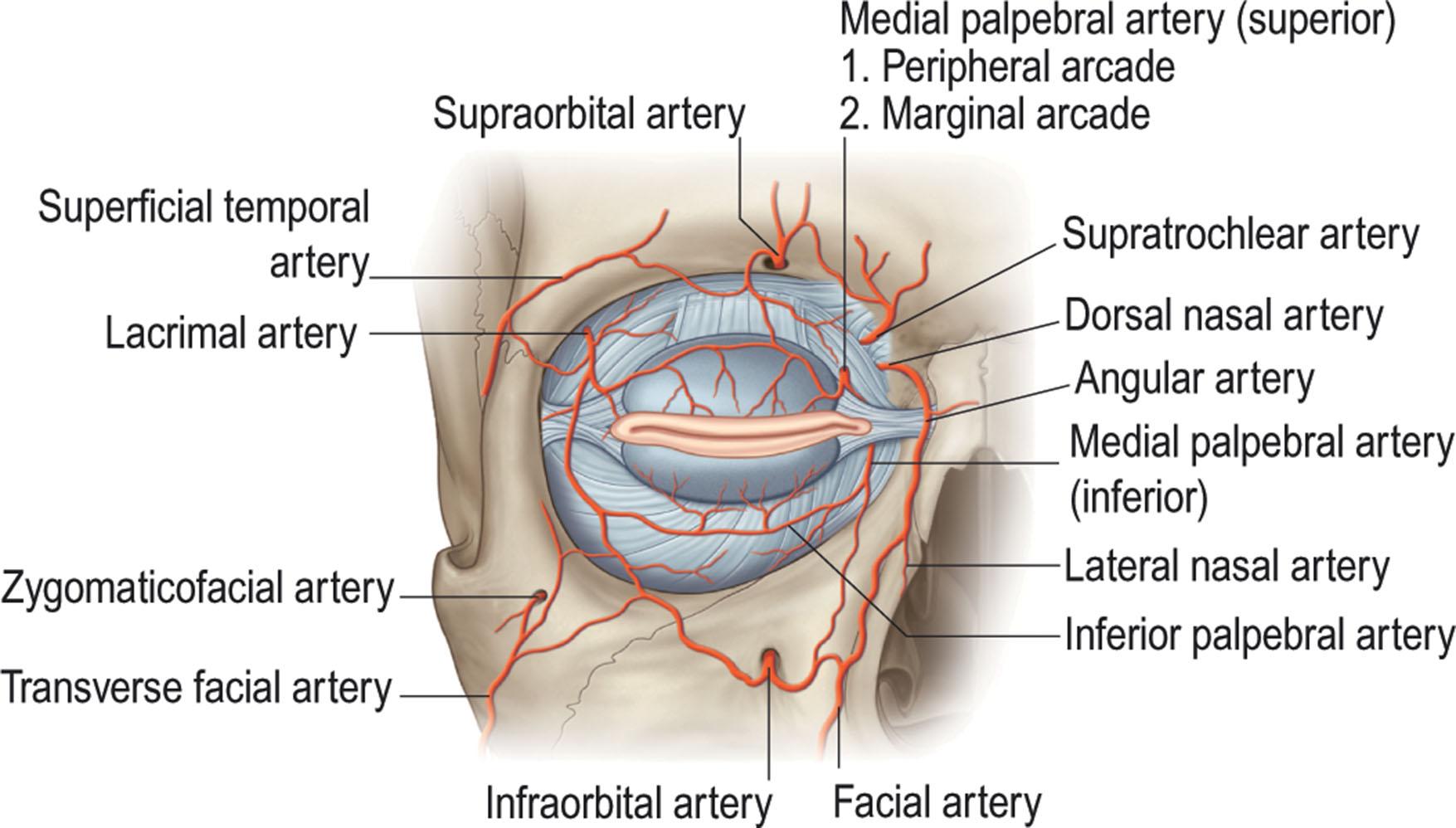 Figure 13.14, Arterial supply to the periorbital region.