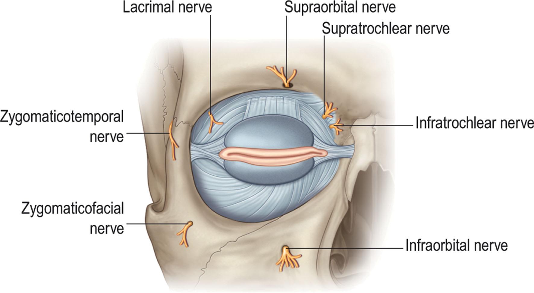 Figure 13.15, Sensory nerves of the eyelids.