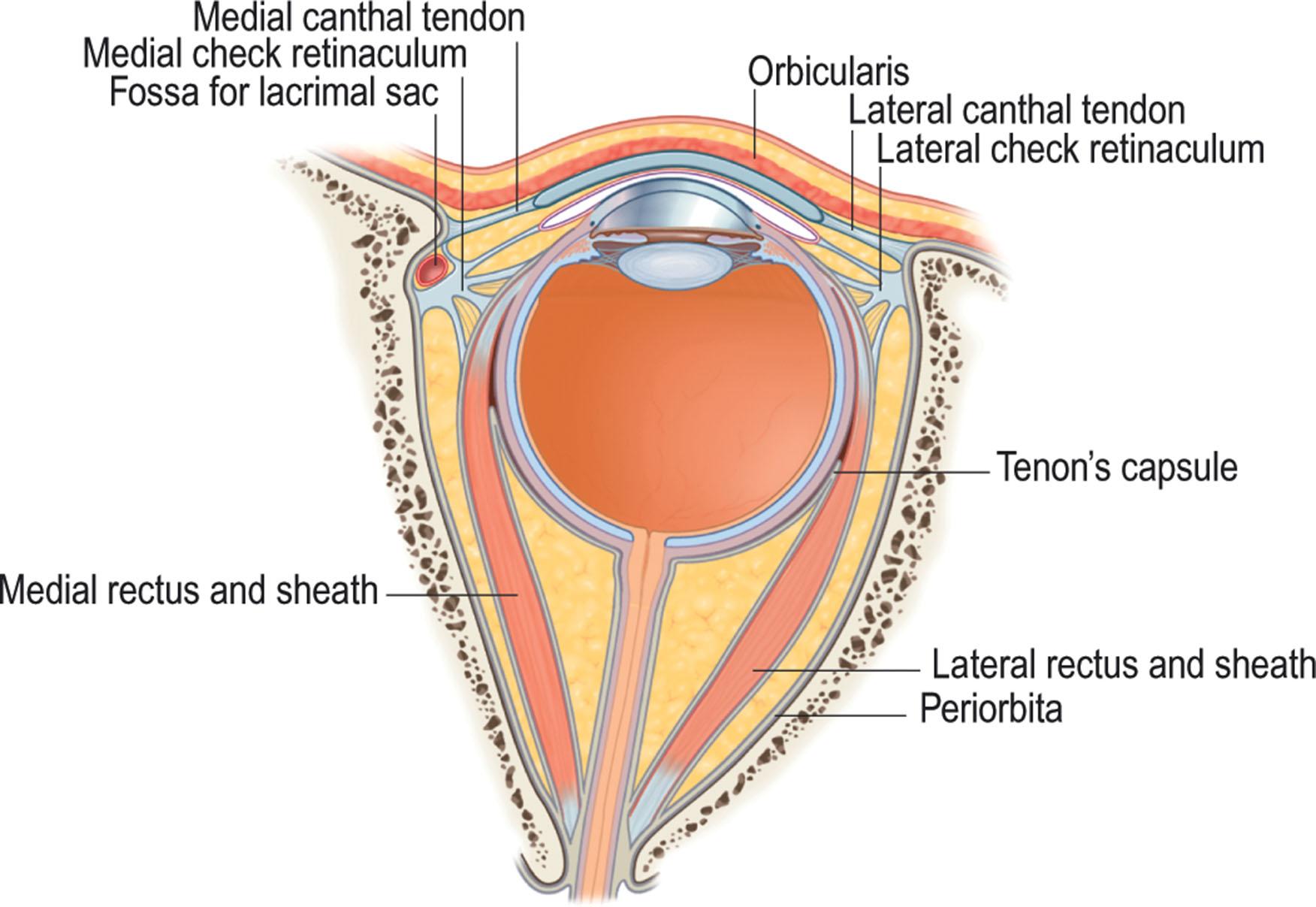 Figure 13.2, Horizontal section of the orbit showing the lateral retinaculum formed by the lateral horn of the levator, lateral canthal tendon, tarsal strap, the Lockwood suspensory ligament, and lateral rectus check ligaments.