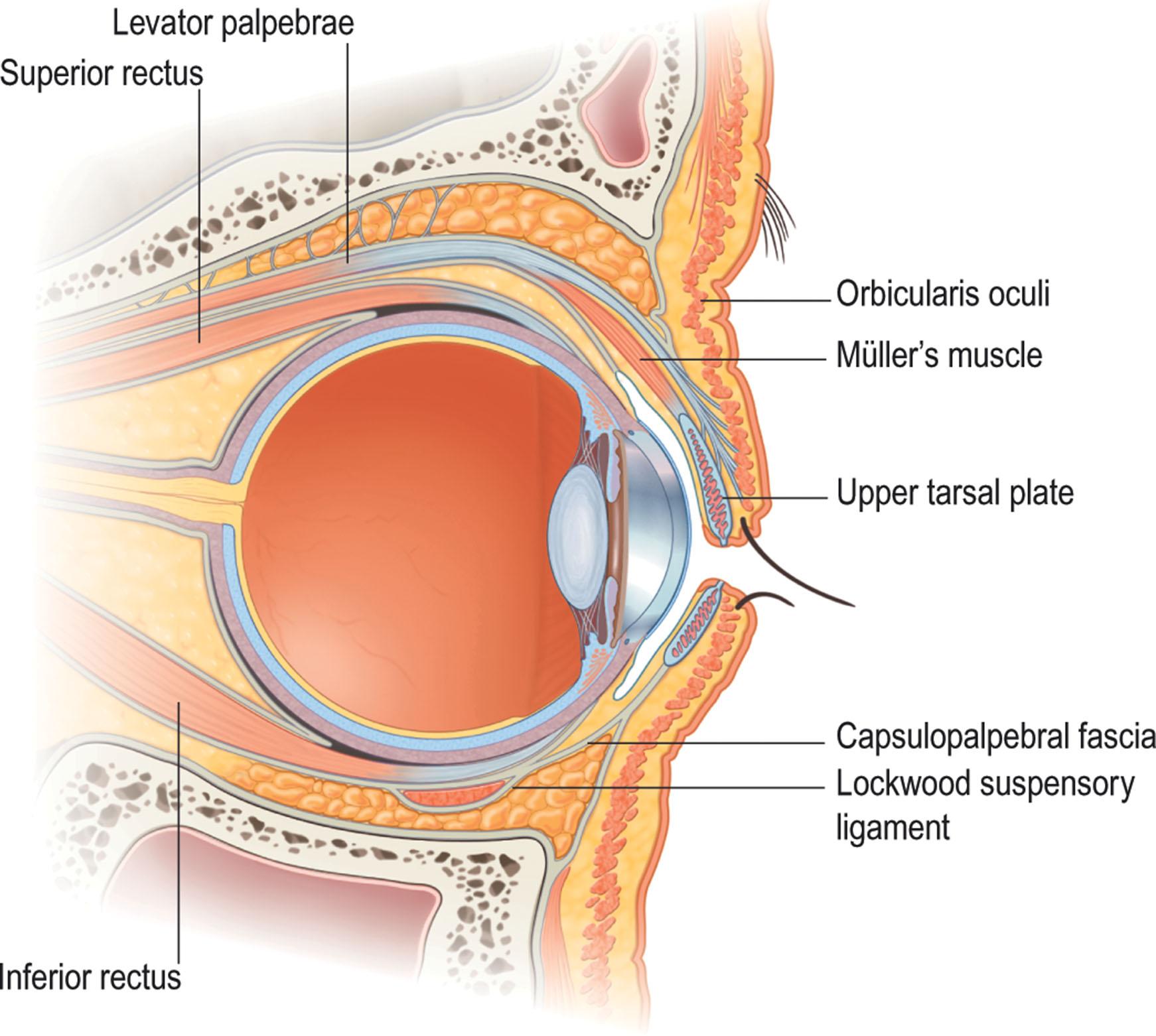 Figure 13.9, Eyelid anatomy. Each eyelid consists of an anterior lamella of skin and orbicularis muscle and a posterior lamella of tarsus and conjunctiva. The orbital septum forms the anterior border of the orbital fat.