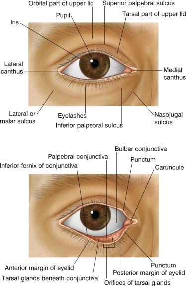 FIGURE 40.1, Superficial periocular anatomy.