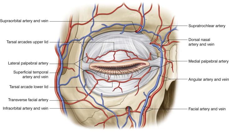 FIGURE 40.7, The blood supply to the eyelids.
