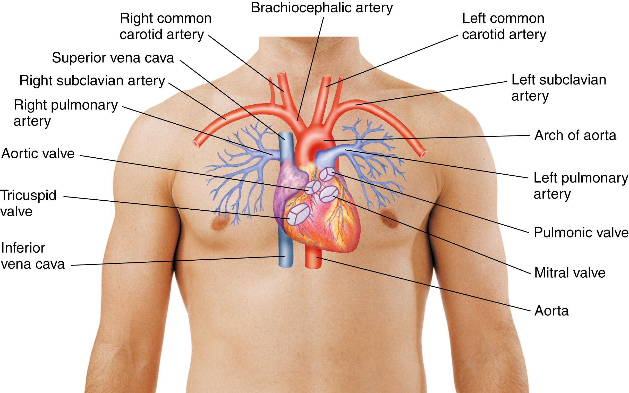 FIG. 16.1, Anatomic location of the great vessels and their relationship to the heart valves.