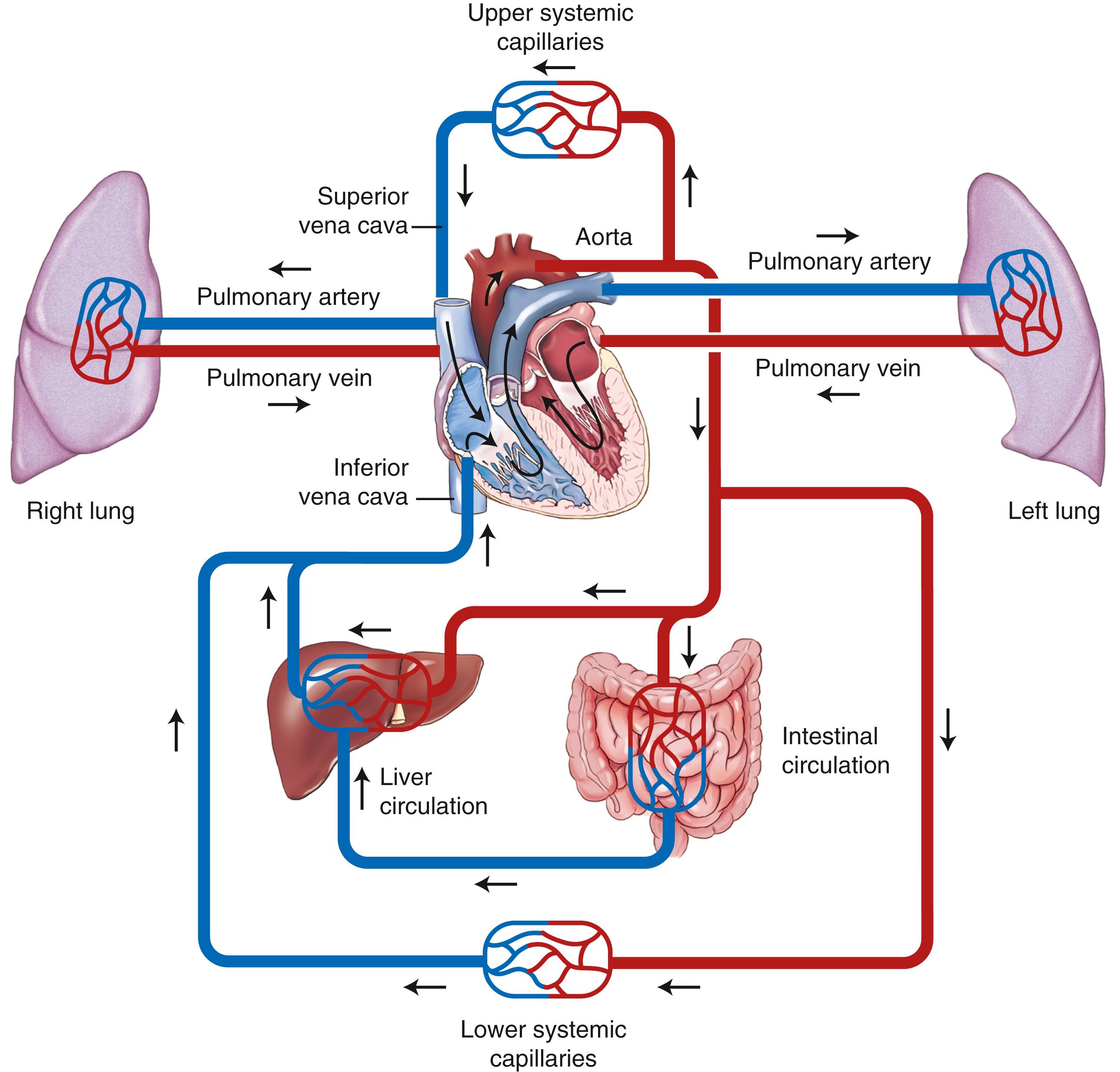 FIG. 16.2, Circulatory system.