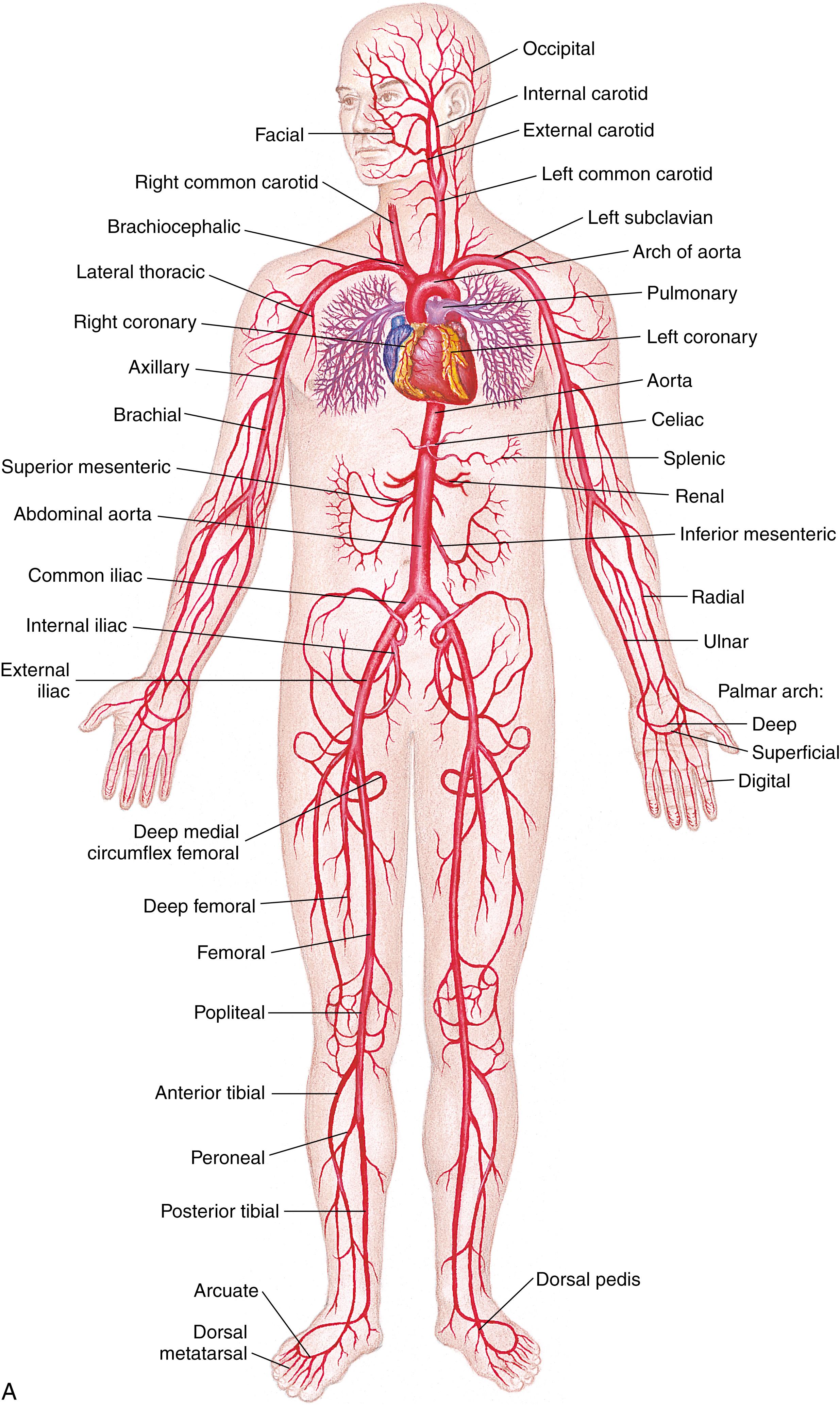 FIG. 16.3, Systemic circulation.