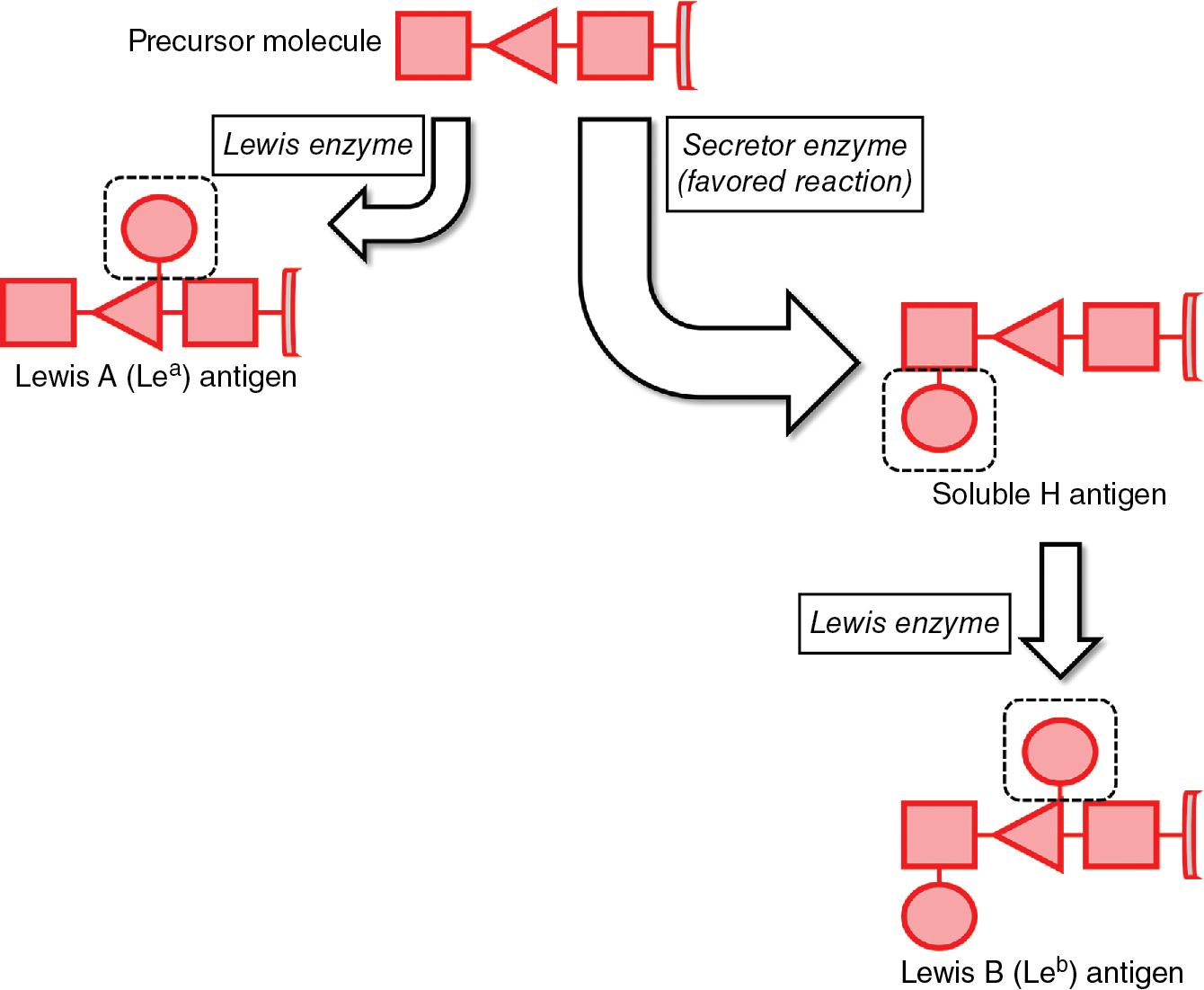 FIGURE 90.2, Biochemical synthesis of the Lewis antigens.