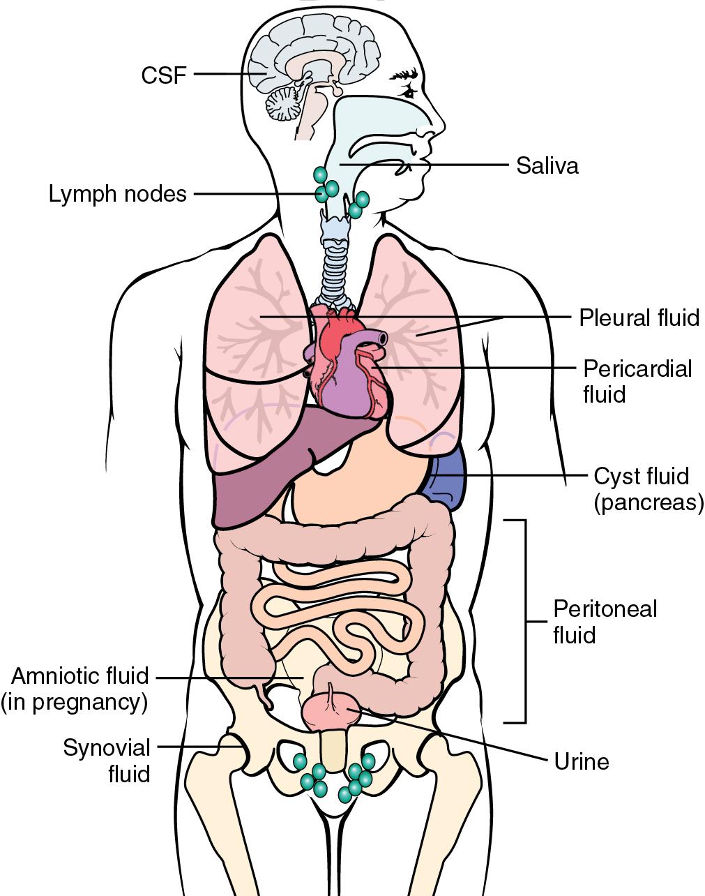 FIGURE 45.1, Sites from which body fluids may be derived for analysis. CSF, Cerebrospinal fluid.