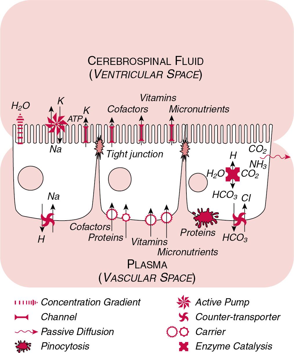 FIGURE 45.6, Representative transport mechanisms employed by choroidal epithelial cells to move ions and macromolecules between serum and cerebrospinal fluid; individual cells depict (left to right) water and electrolyte transport; protein, vitamin, and micronutrient carriers; and bicarbonate metabolism and transport.