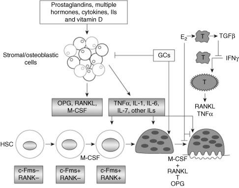 Figure 53.1, Role of cytokines, hormones, and prostaglandins in the osteoclast formation and activation.