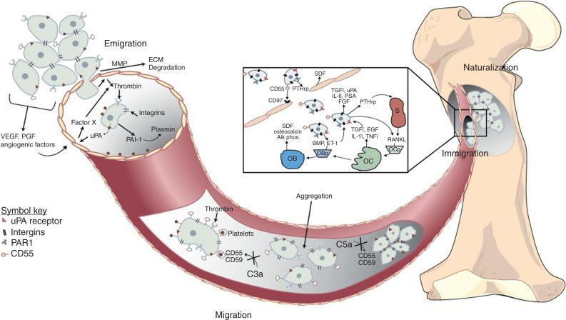 Figure 53.3, Mechanisms of cancer metastasis.