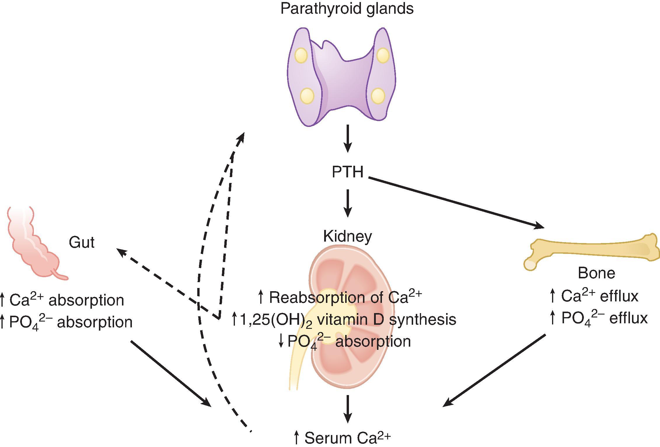 Fig. 53.1, Regulation of systemic calcium homeostasis. Parathyroid hormone (PTH) is a calcemic hormone that targets the kidney to promote calcium conservation and the bone to increase efflux of calcium and phosphorus. PTH-mediated production of 1,25(OH) 2 D 3 (activated vitamin D) by the kidney increases gastrointestinal calcium and phosphate absorption. The phosphaturic actions of PTH on the kidney cause it to excrete the excess phosphate that accompanies calcium absorption by the intestines and calcium efflux from bone. Changes in calcium, 1,25(OH) 2 D 3 , and phosphate levels exert feedback on the parathyroid glands (dashed line) . In chronic kidney disease (CKD), elevation of serum fibroblast growth factor 23 (FGF23) is an early event leading to suppression of 1,25(OH) 2 D production and possibly increased catabolism. FGF23-mediated suppression of 1,25(OH) 2 D 3 may be the initiating event leading to secondary hyperparathyroidism. In advanced CKD, elevations of PTH appear to stimulate FGF23 further. Elevated levels of serum phosphate and FGF23 are associated with increased mortality in CKD.