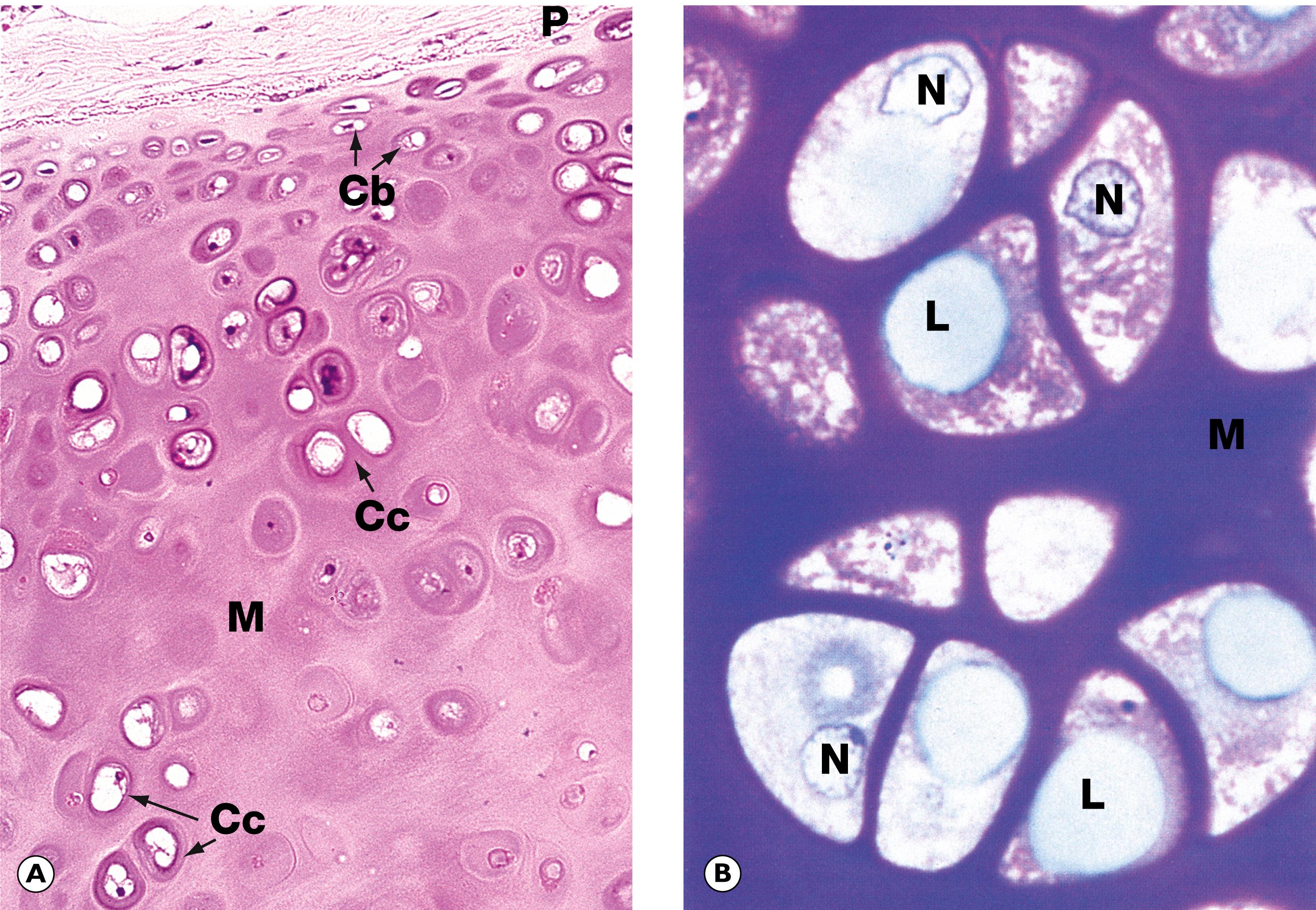 E-Fig. 22.10 H, Hyaline cartilage. (A) H&E (MP); (B) thin epoxy resin section, toluidine blue (HP).