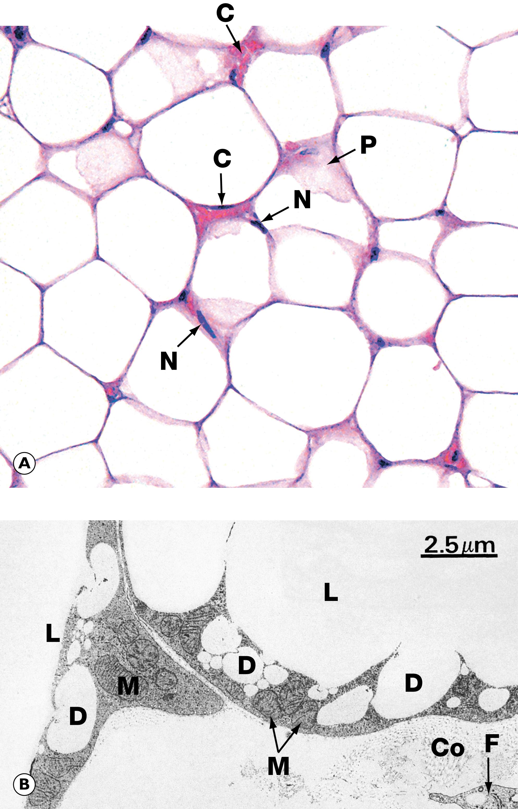 E-Fig. 22.16 H, White adipose tissue. (A) H&E (HP); (B) EM ×6000.