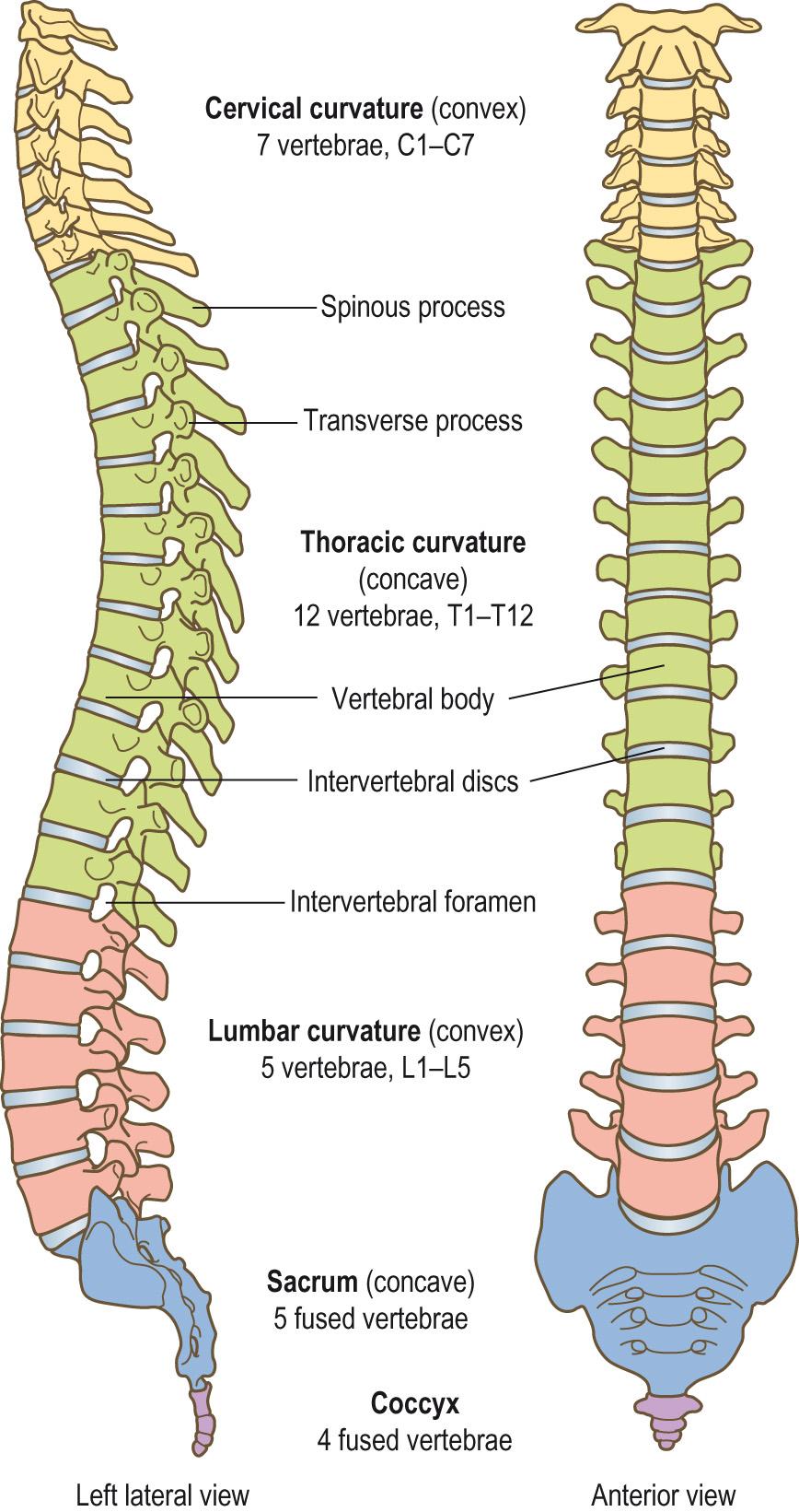 Fig. AB1, The vertebral column.