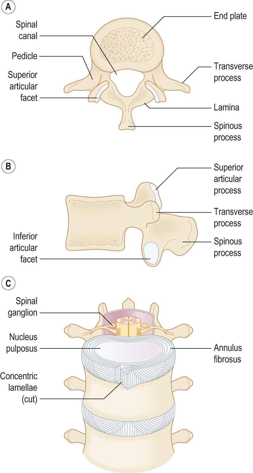 Fig. AB2, A typical vertebra.