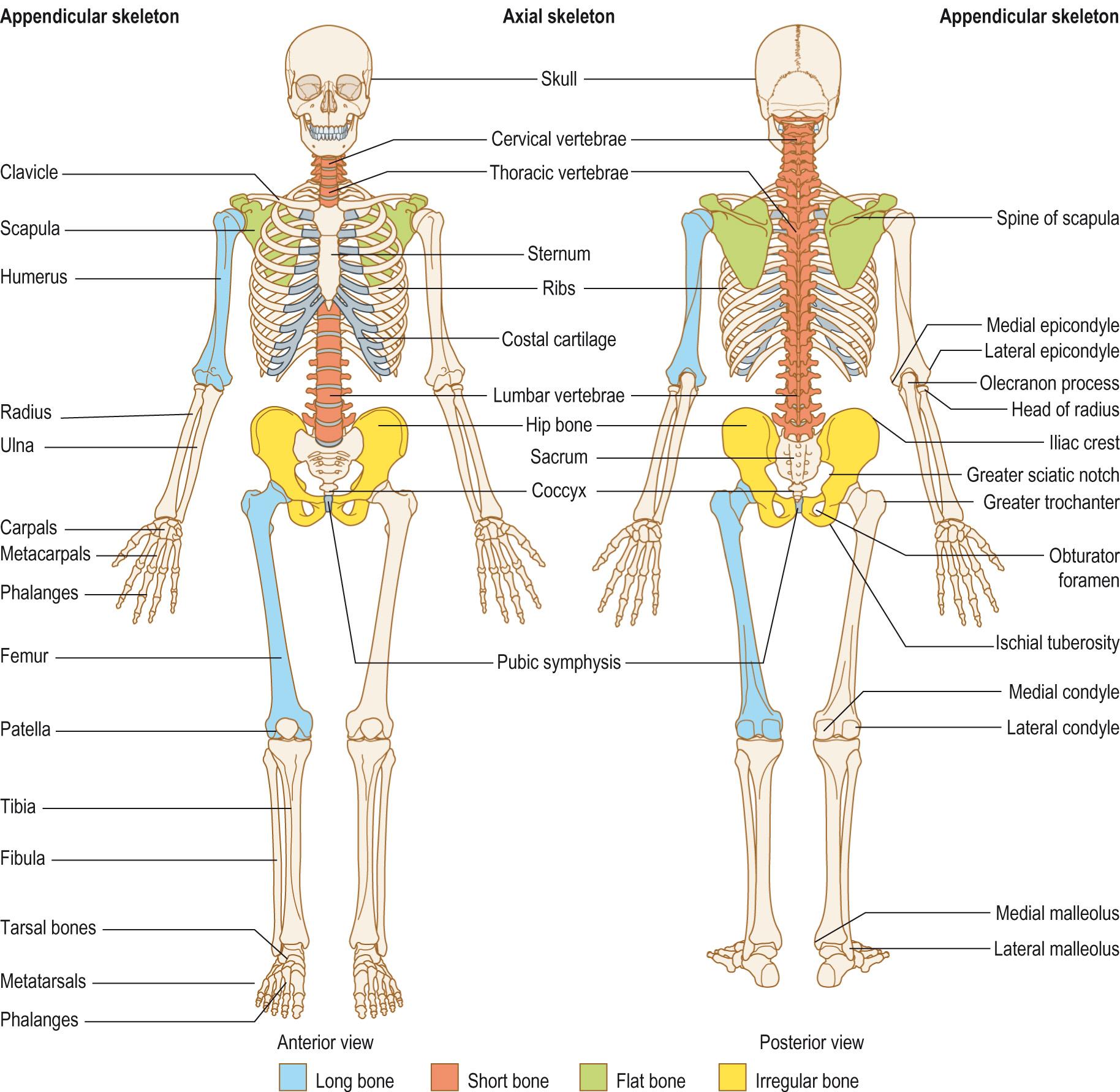 Fig. 9.2, The adult skeleton showing the types of bone.