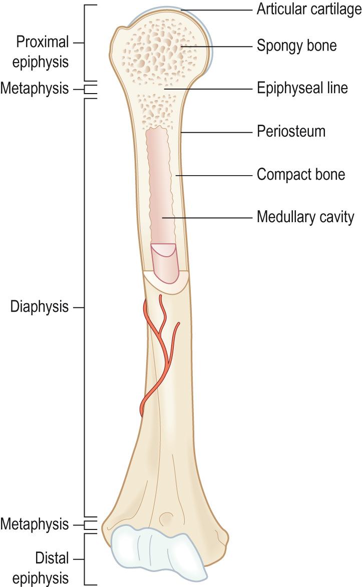 Fig. 9.3, Structure of a typical long bone.