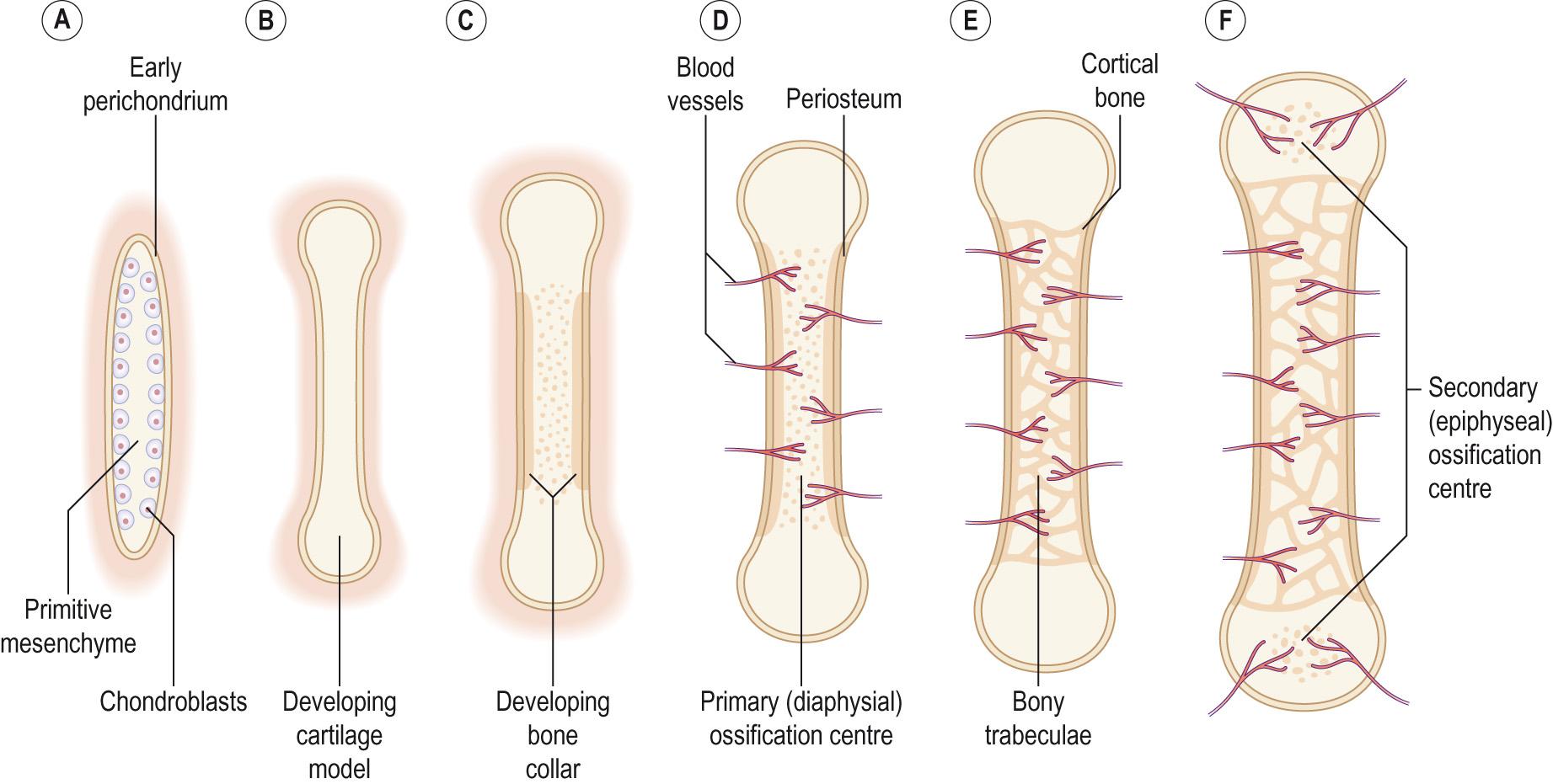 Fig. 9.5, Endochondral ossification.