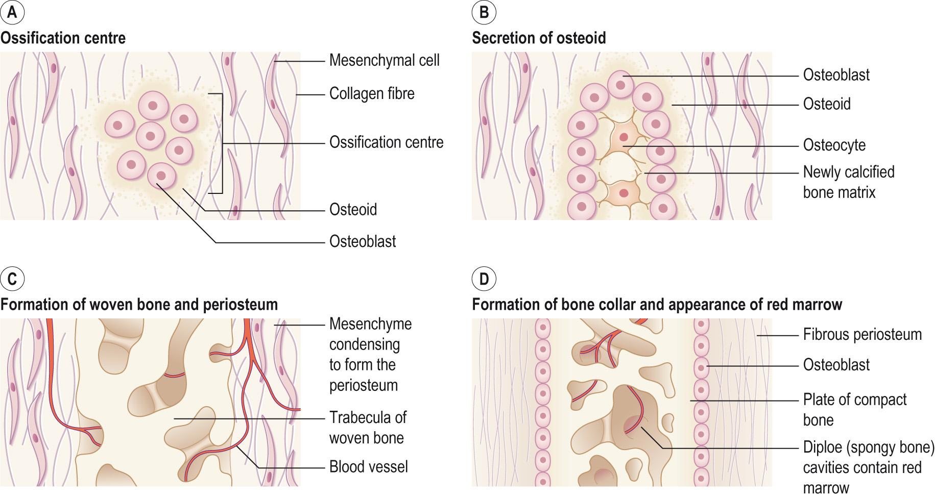 Fig. 9.6, Intramembranous ossification.