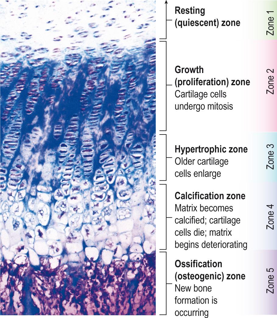 Fig. 9.7, Bone growth in length.