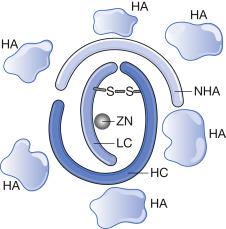 Fig. 60.1, Botulinum neurotoxin structure. The 900-kDa complex is composed of a 150-kDa toxin surrounded by large, protective, nontoxic nonhemagglutinin ( NHA ) and hemagglutinin ( HA ) proteins, and attached to a zinc (ZN) atom. The 50-kDa light chain ( LC ) is coupled to a 100-kDa heavy chain ( HC ) by heat-labile disulfide bonds. The complex is stable within the acidic pH of the gut, but dissociates in the bloodstream, releasing free toxin.