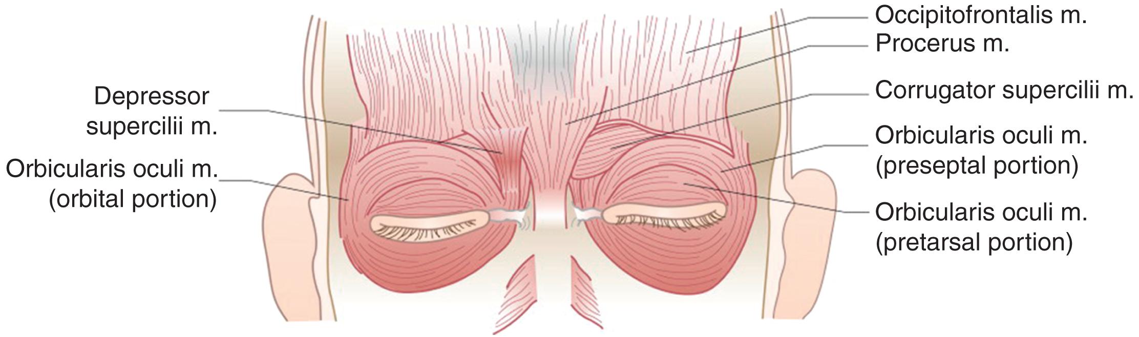 Fig. 65.1, Depressors and elevators of the brow.