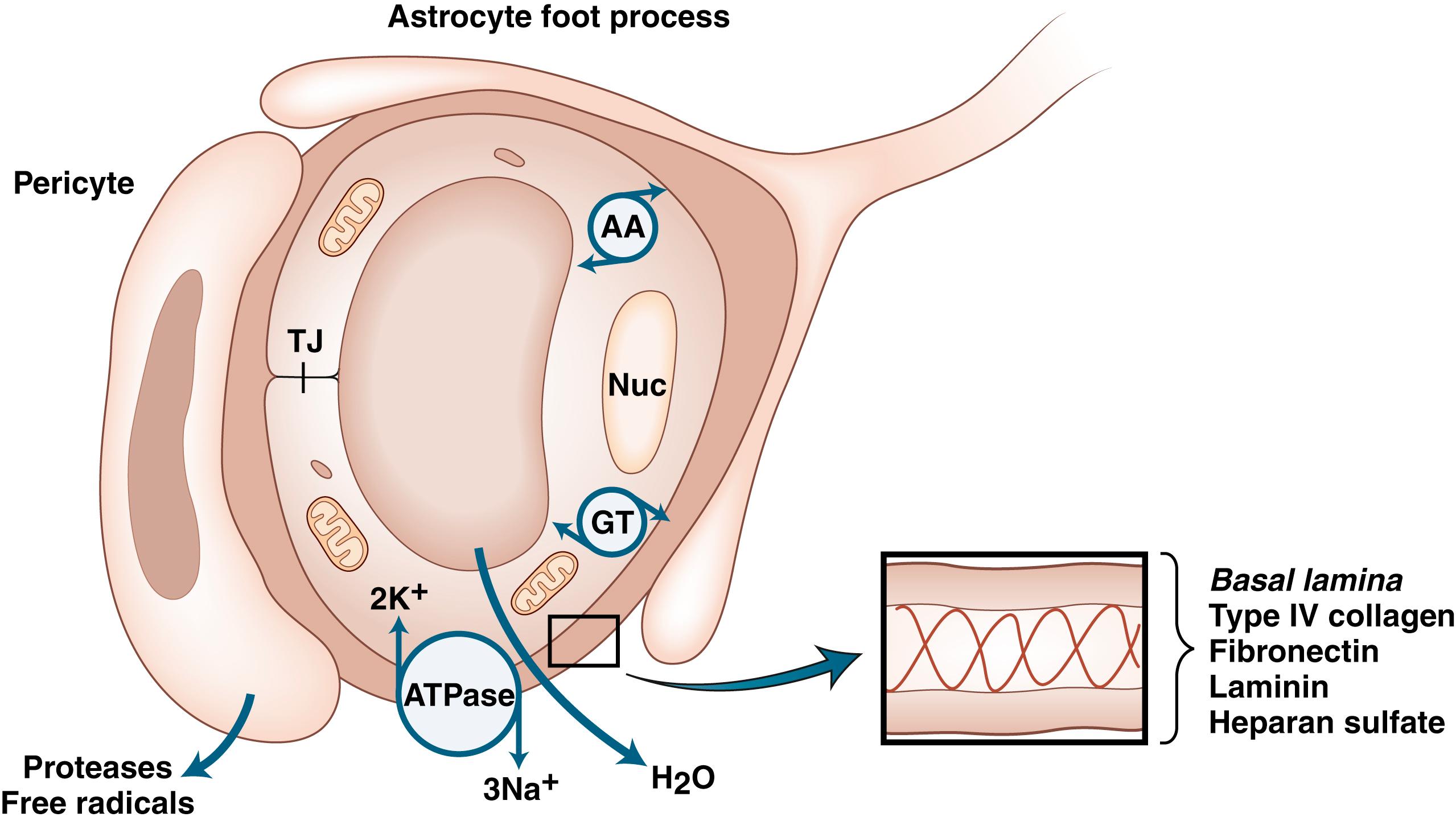 Fig. 88.2, The Cerebral Capillary Is a Fluid-Secreting, Epithelial-Like Cell with a High Metabolic Rate.