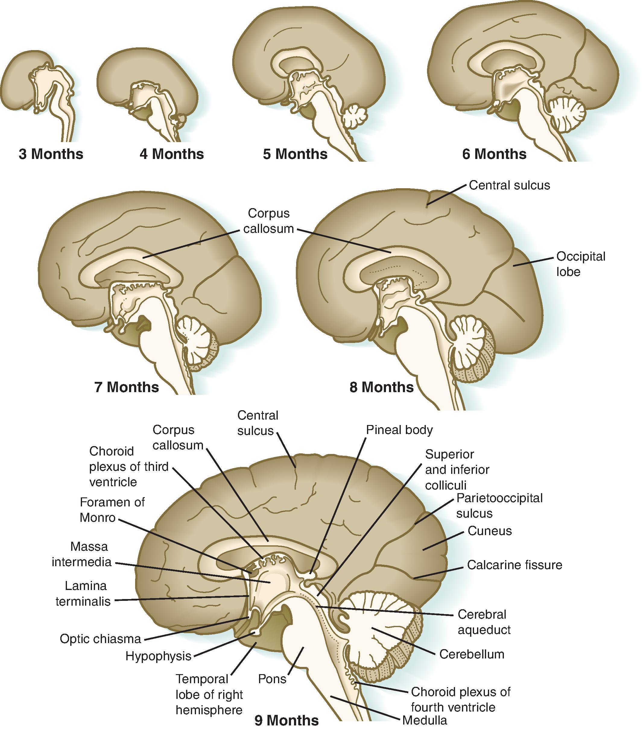 Fig. 2.1, Medial Views of the Developing Brain .