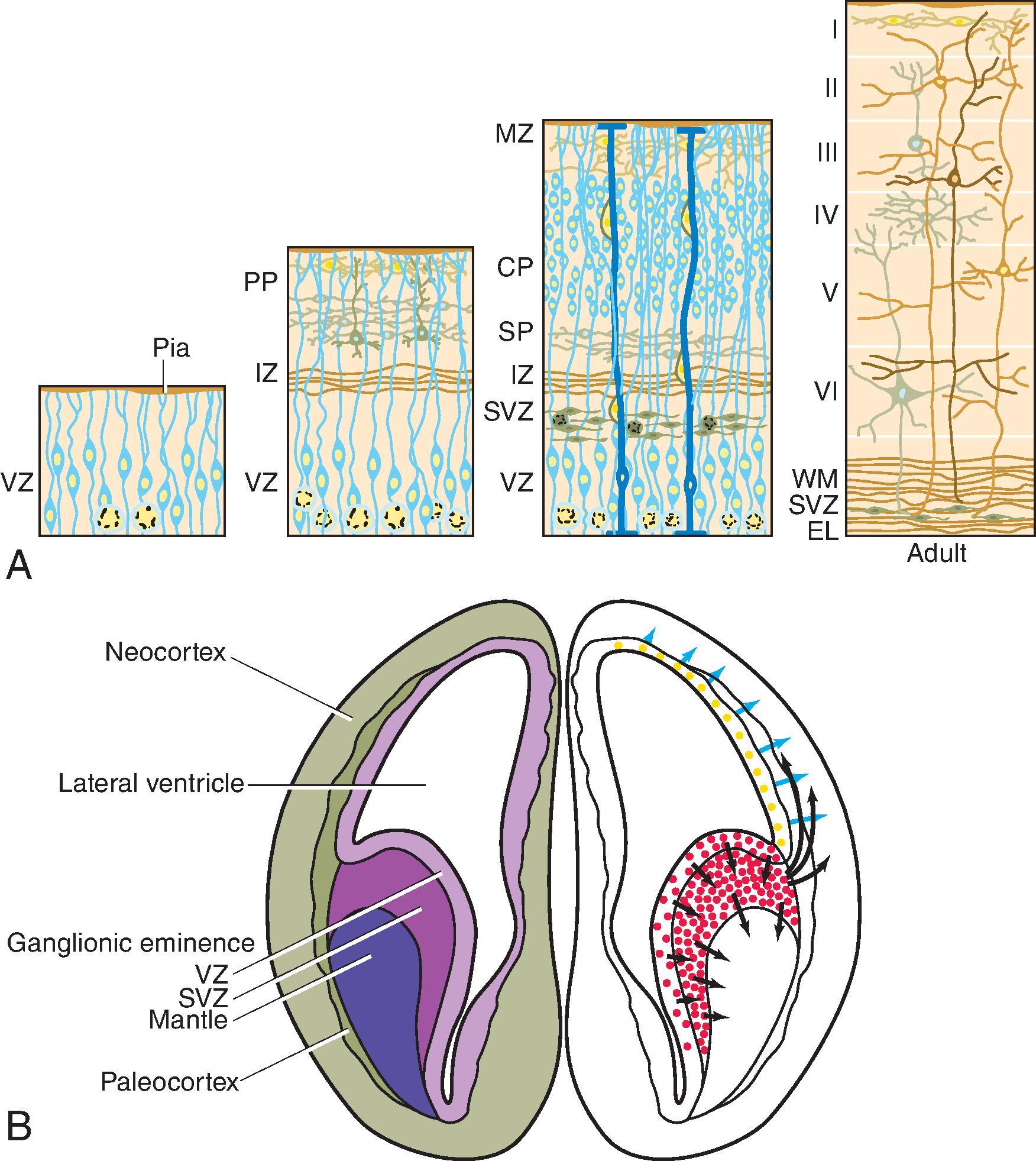 Fig. 2.21, Cytodifferentiation and Lamination of the Neocortex .