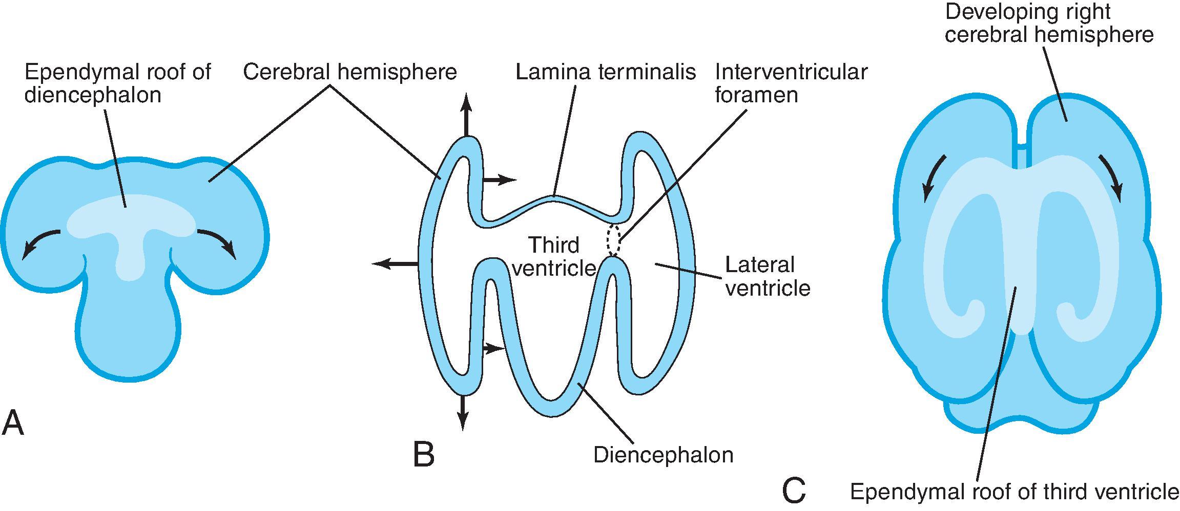 Fig. 2.59, Ventricle Embryology .