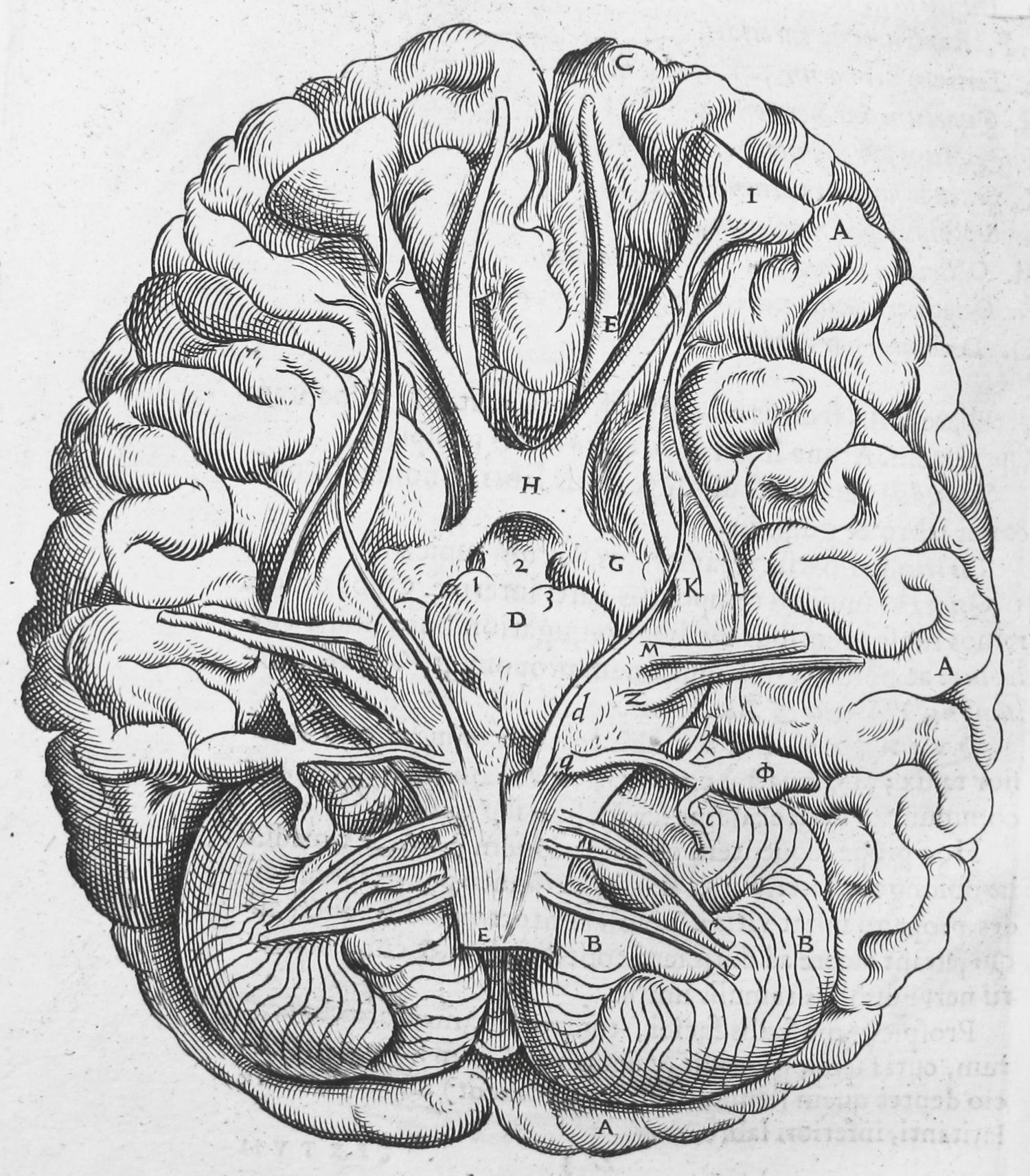 eFigure 33.2, Woodcut of cranial nerves.