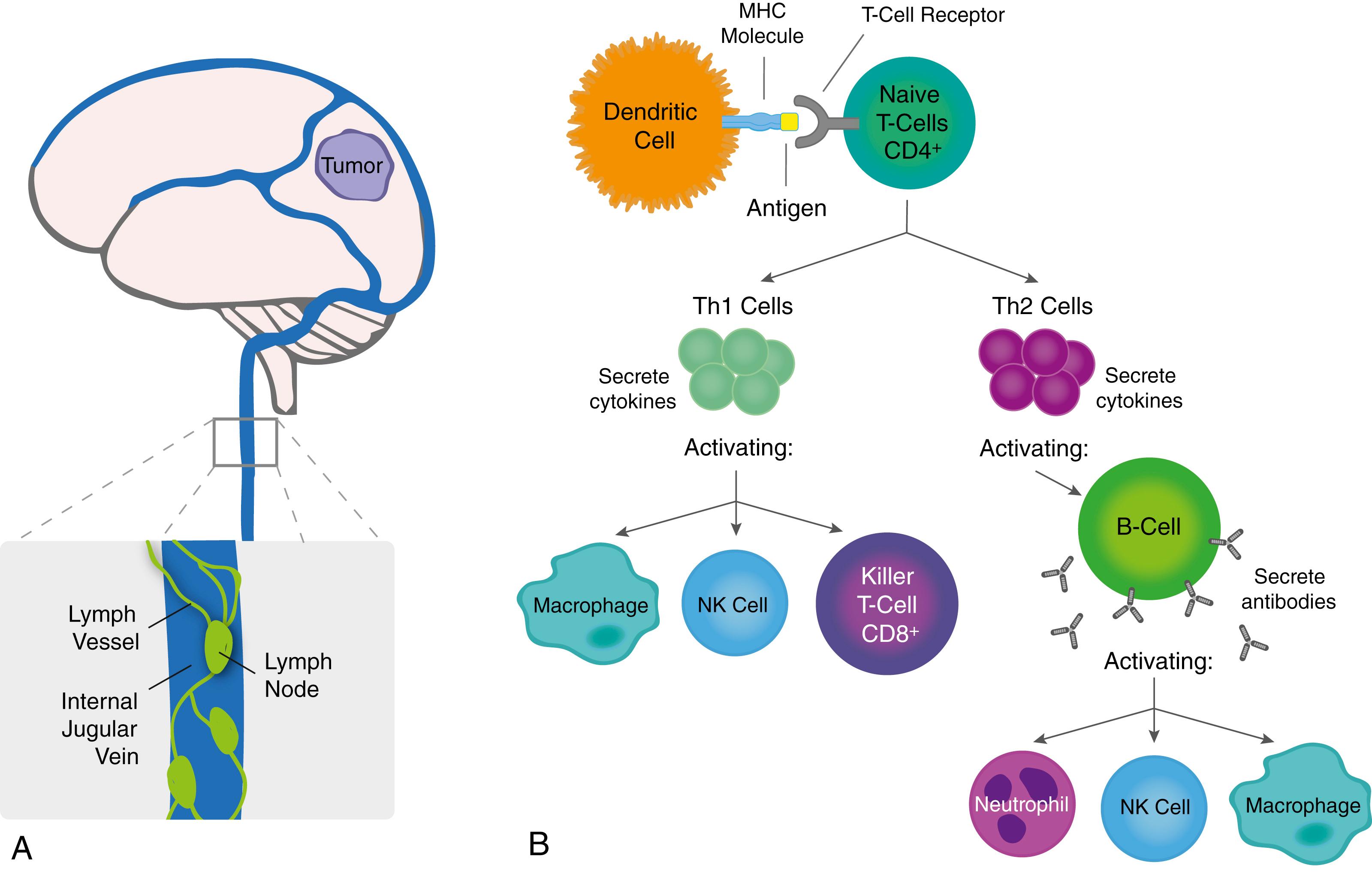 Figure 134.1, Immunology background on humoral and cell-mediated immune response.