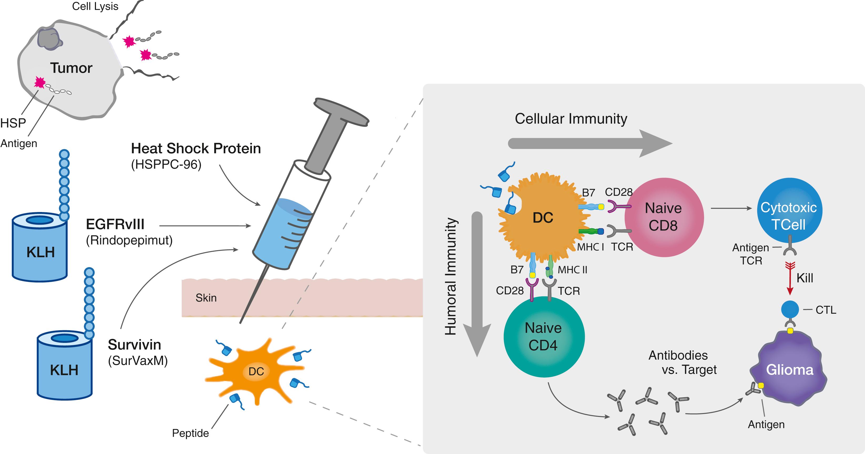 Figure 134.2, Peptide and heat shock protein vaccine.