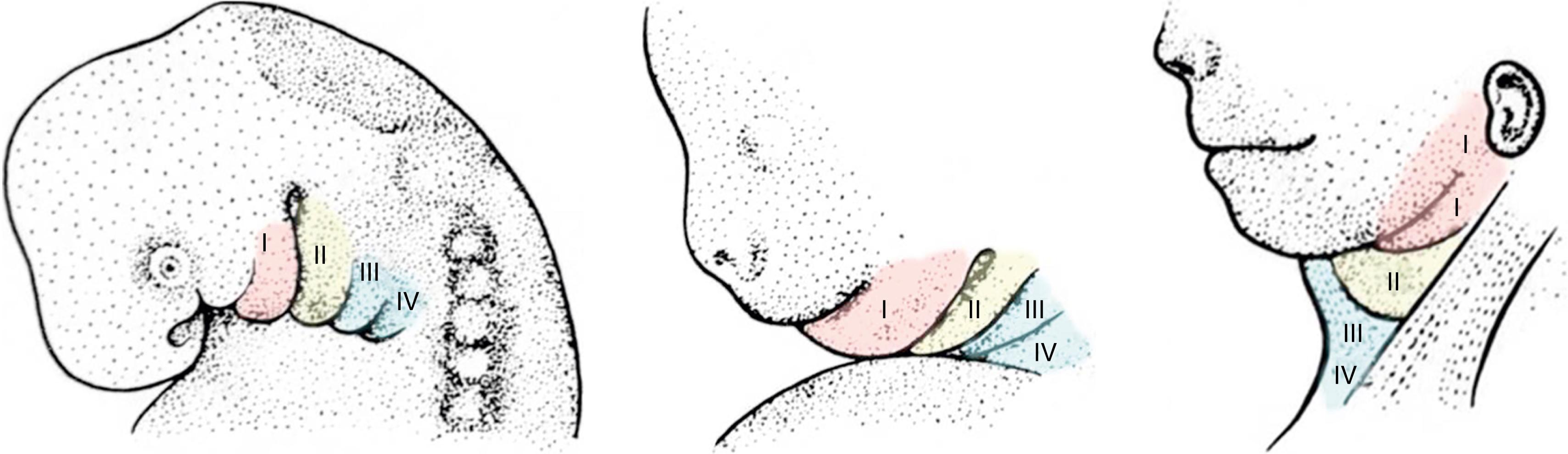 Fig. 201.1, Schematic diagram of the developing branchial system. I - First branchial apparatus, II - Second branchial apparatus, III - Third branchial apparatus and IV - Fourth branchial apparatus.