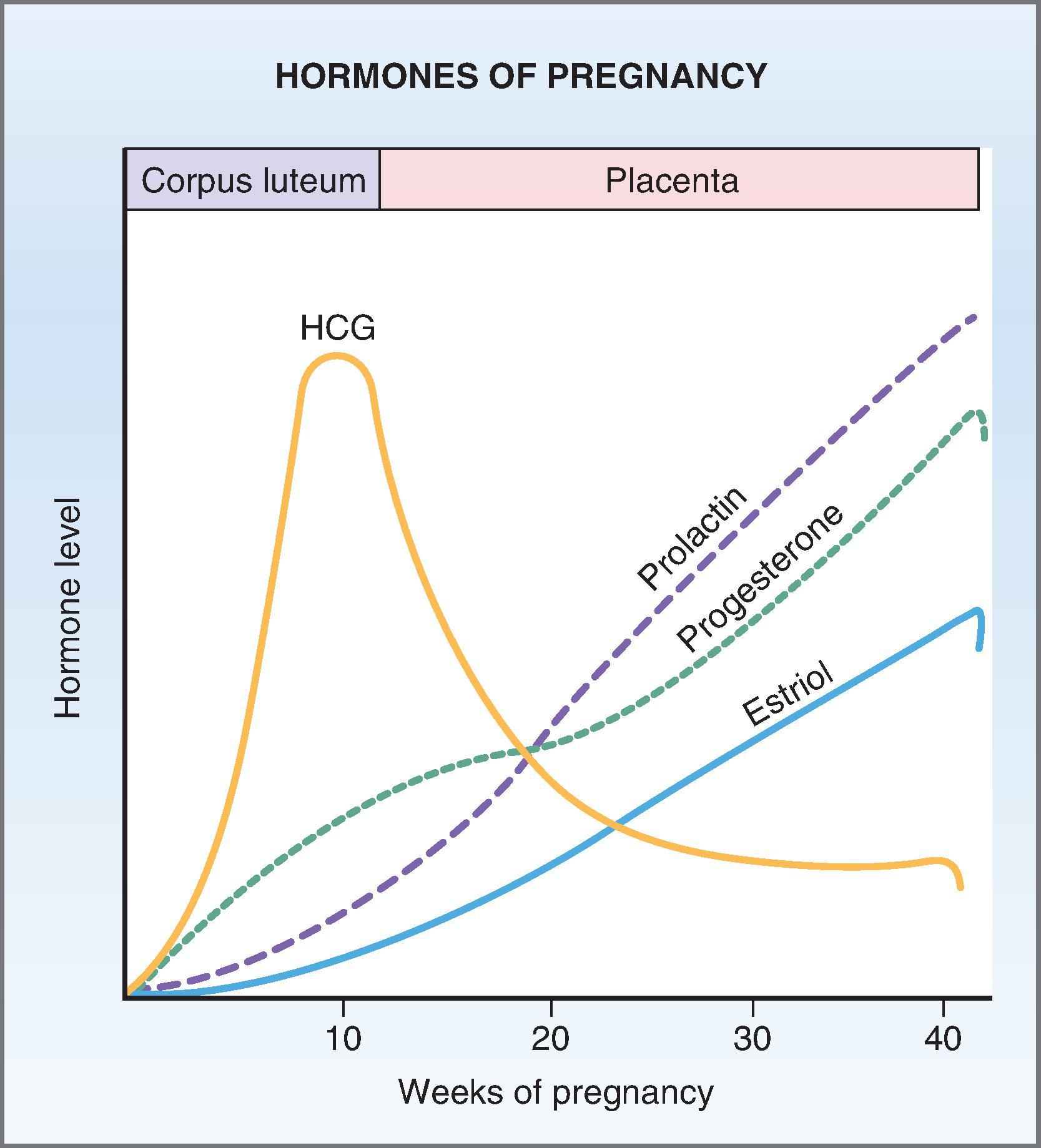 FIG. 2, The hormones of pregnancy. HCG, prolactin, progesterone, and estriol (primary form of estrogen) shown throughout the different stages of pregnancy. (From Costanzo LS. Reproductive physiology. In: Physiology . 6th ed.; Philadelphia: Elsevier 2018:461–482.)