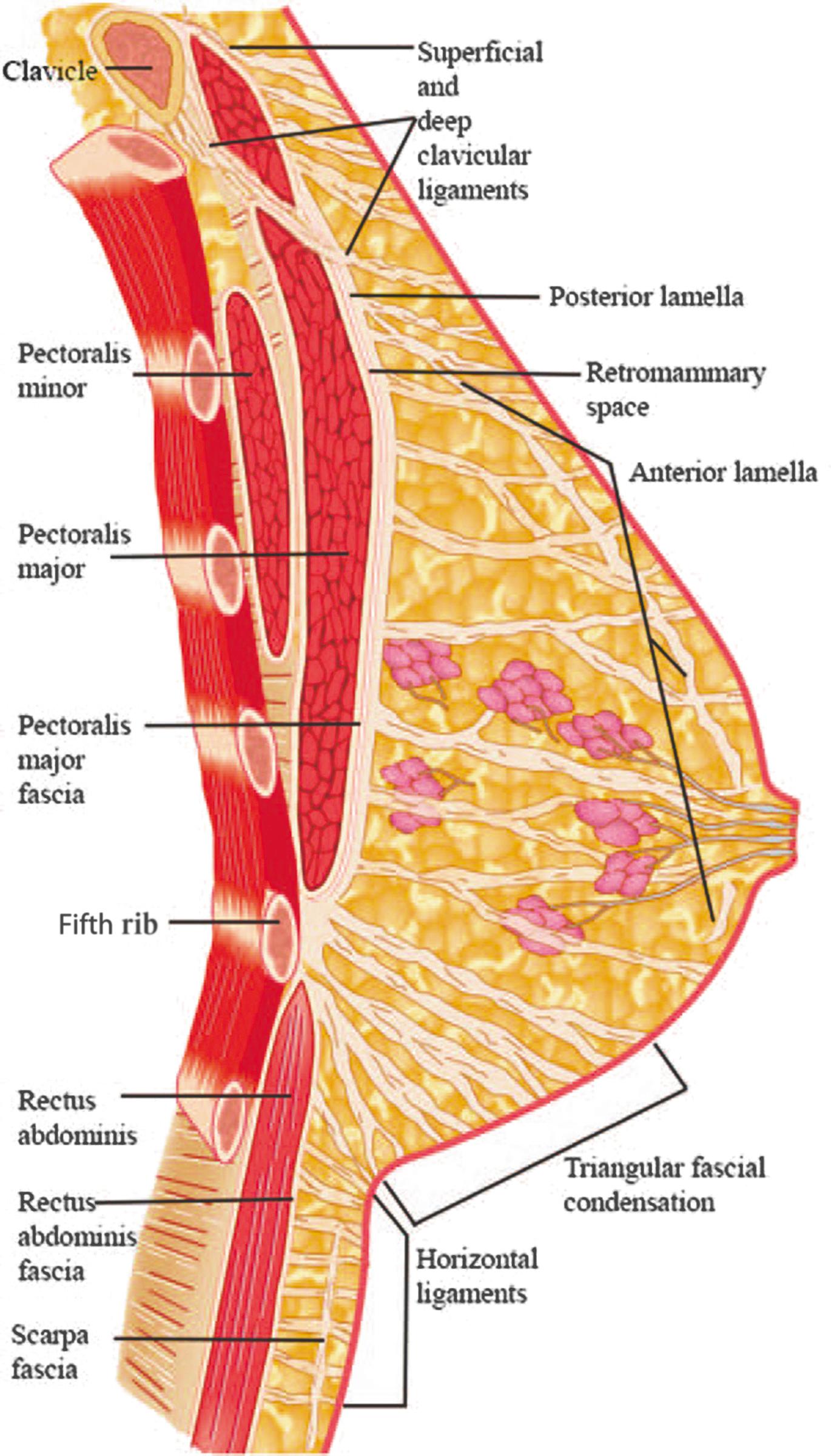 Fig. 1.4, Diagram of sagittal section demonstrating the anterior and posterior breast capsule, ligaments, and triangular fascial condensation.