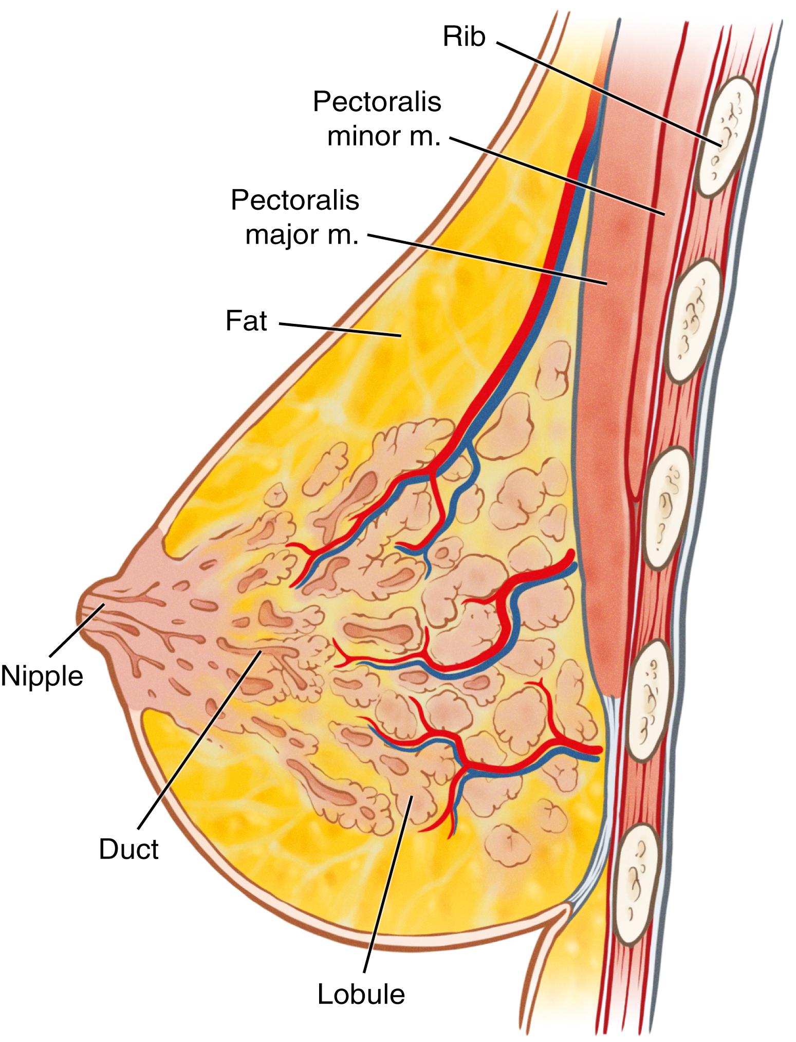 Fig. 6.2, The schematic diagram showing the breast anatomy. Note the anatomy of the breast in layers.